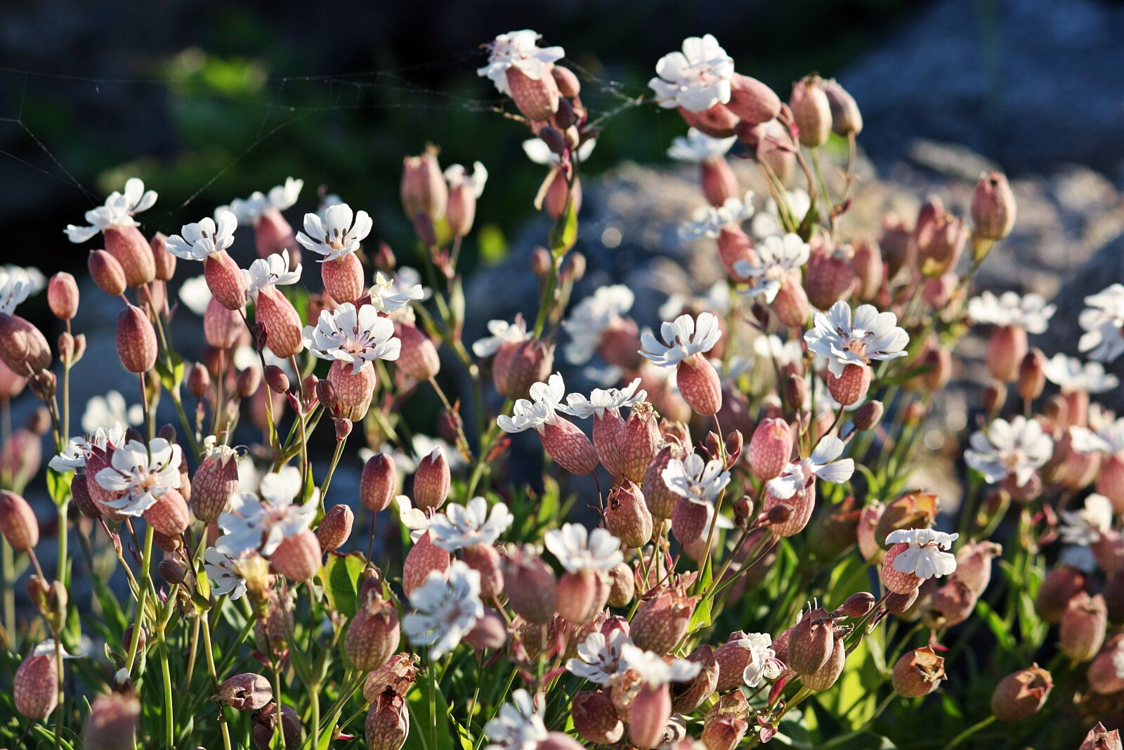 Canon EOS 450D (EOS Rebel XSi / EOS Kiss X2) sample photo. Flowers, nature, halland photography