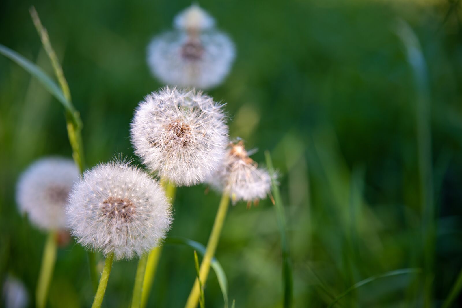 Nikon D750 sample photo. Dandelions, spring, nature photography