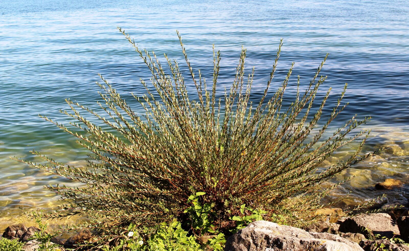 Canon EOS 700D (EOS Rebel T5i / EOS Kiss X7i) sample photo. Lake, bank, plant photography
