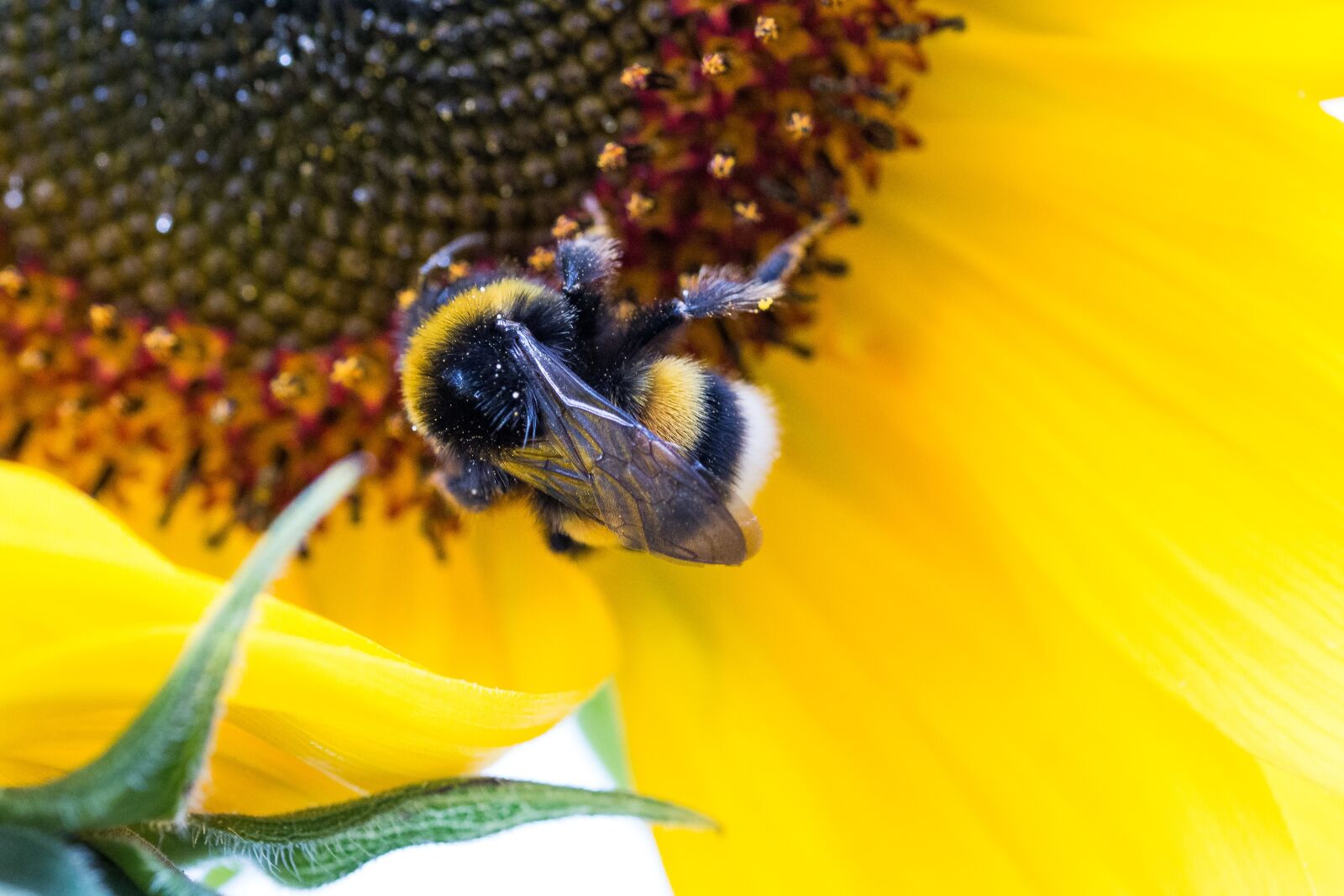 Canon EOS 70D sample photo. Hummel, sunflower, helianthus annuus photography