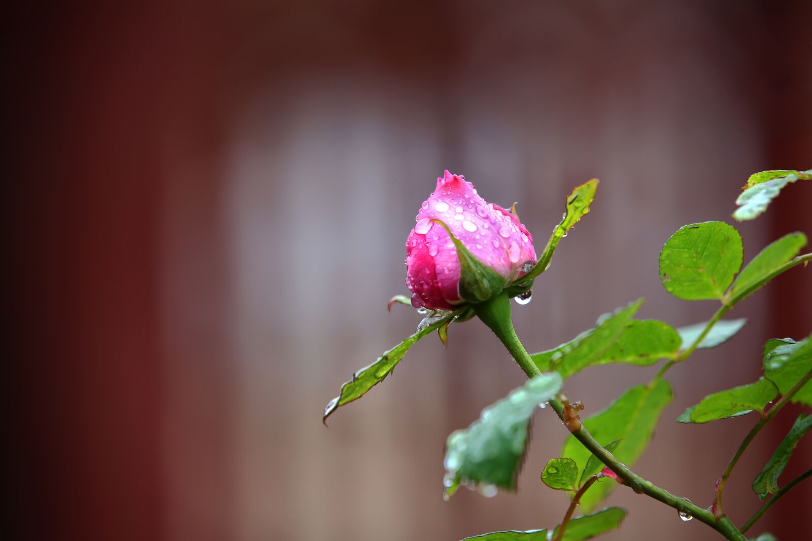 Canon EF 70-200mm F2.8L IS II USM sample photo. Rose, landscape, unmunsa photography