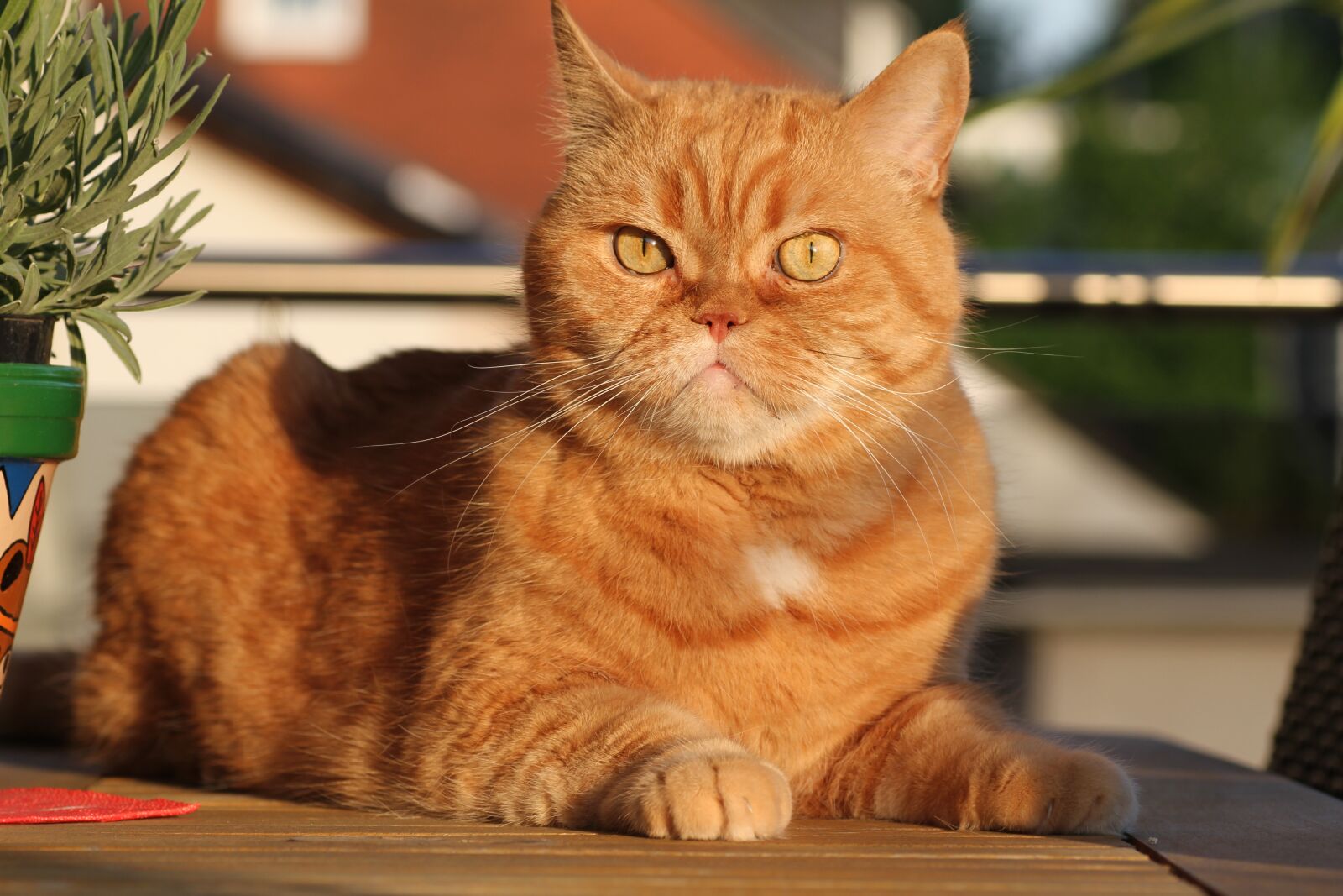 Canon EOS 7D sample photo. Cat, british shorthair, cat's photography