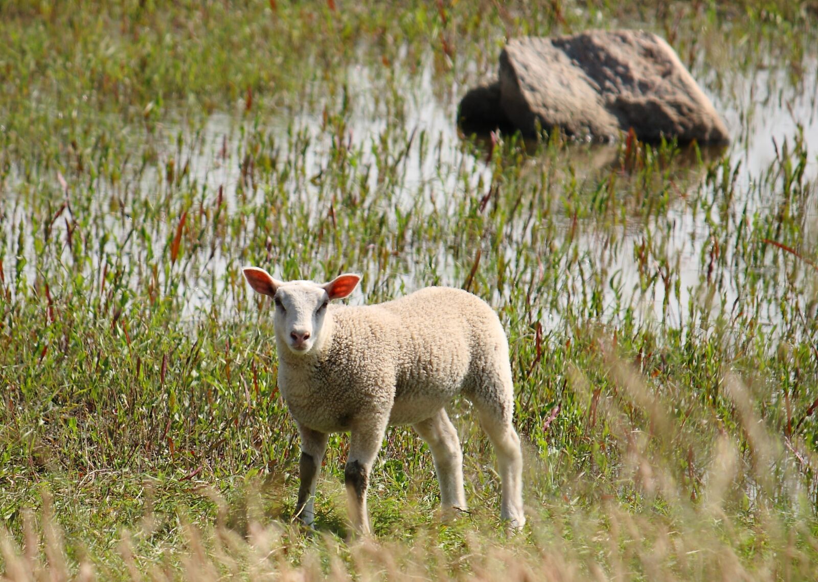 Canon EOS 400D (EOS Digital Rebel XTi / EOS Kiss Digital X) sample photo. Lamb, sheep, country photography