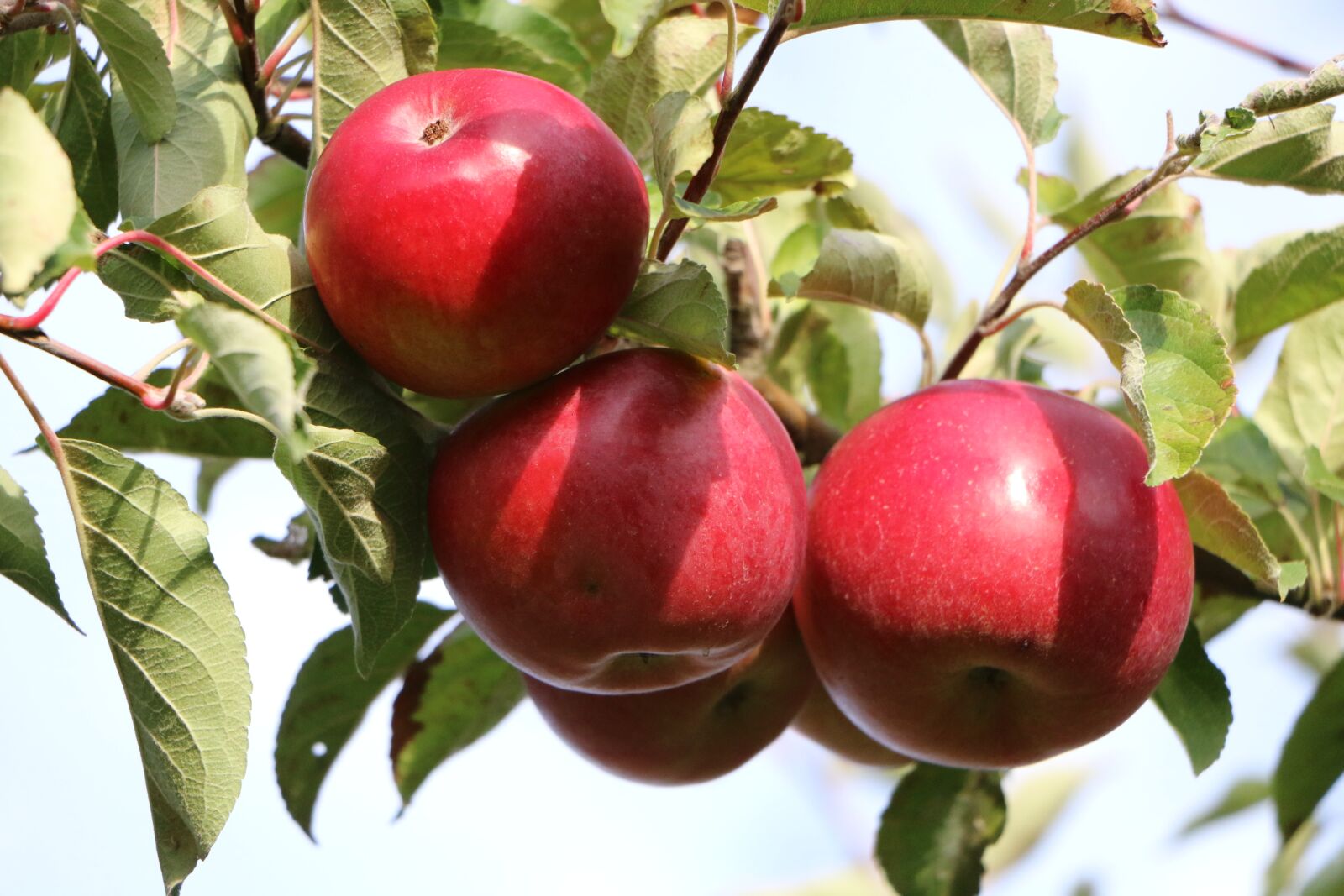 Canon EOS 70D sample photo. Apple, red, vitamins photography