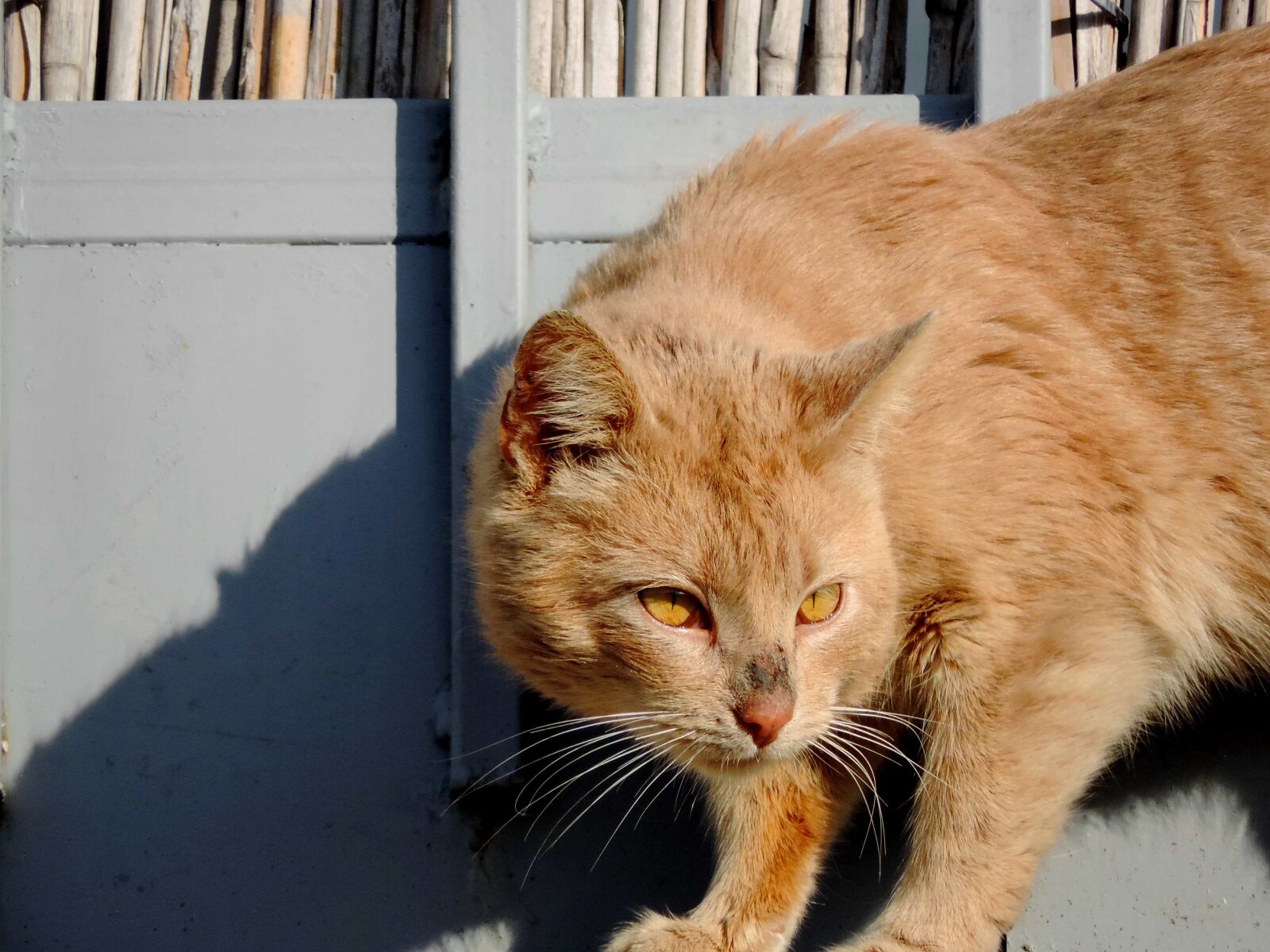 Nikon Coolpix P520 sample photo. Cute, kitty, fur, animal photography