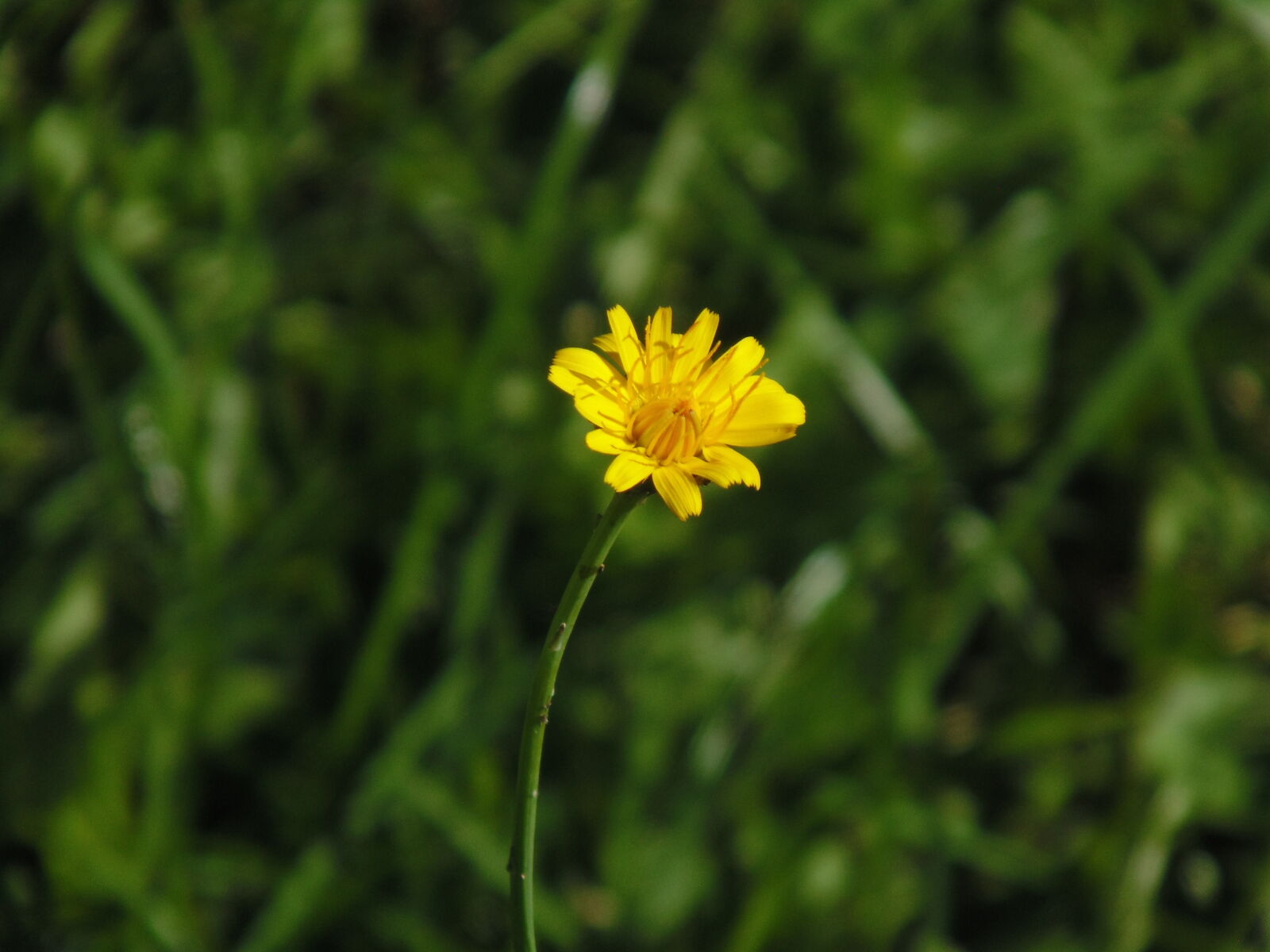 Sony Cyber-shot DSC-H200 sample photo
