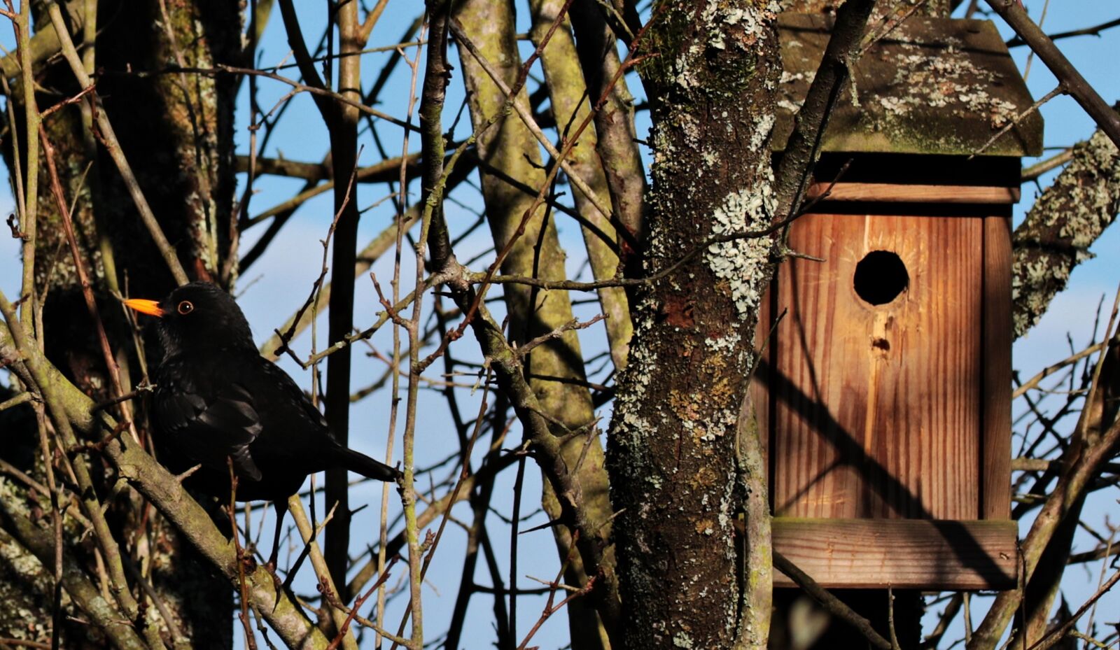 Canon EOS 80D sample photo. Bird, black bird, blackbird photography