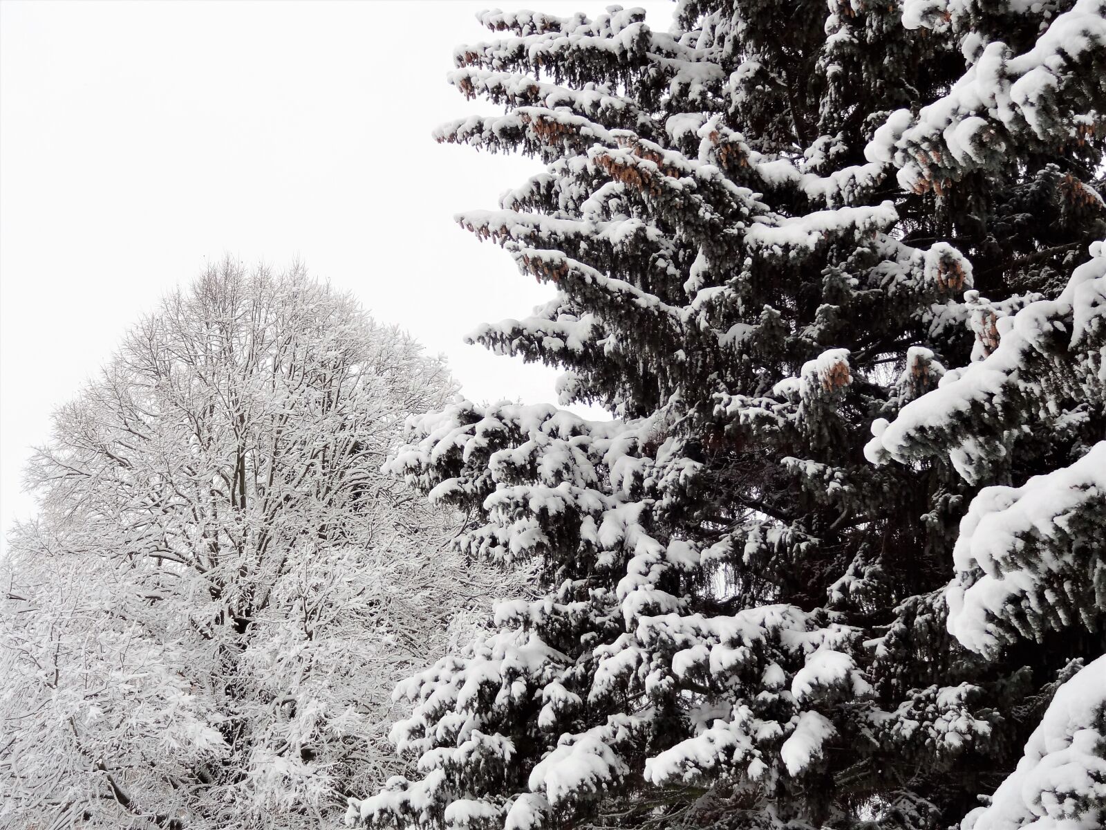 Sony Cyber-shot DSC-HX9V sample photo. Winter, frost, snow photography