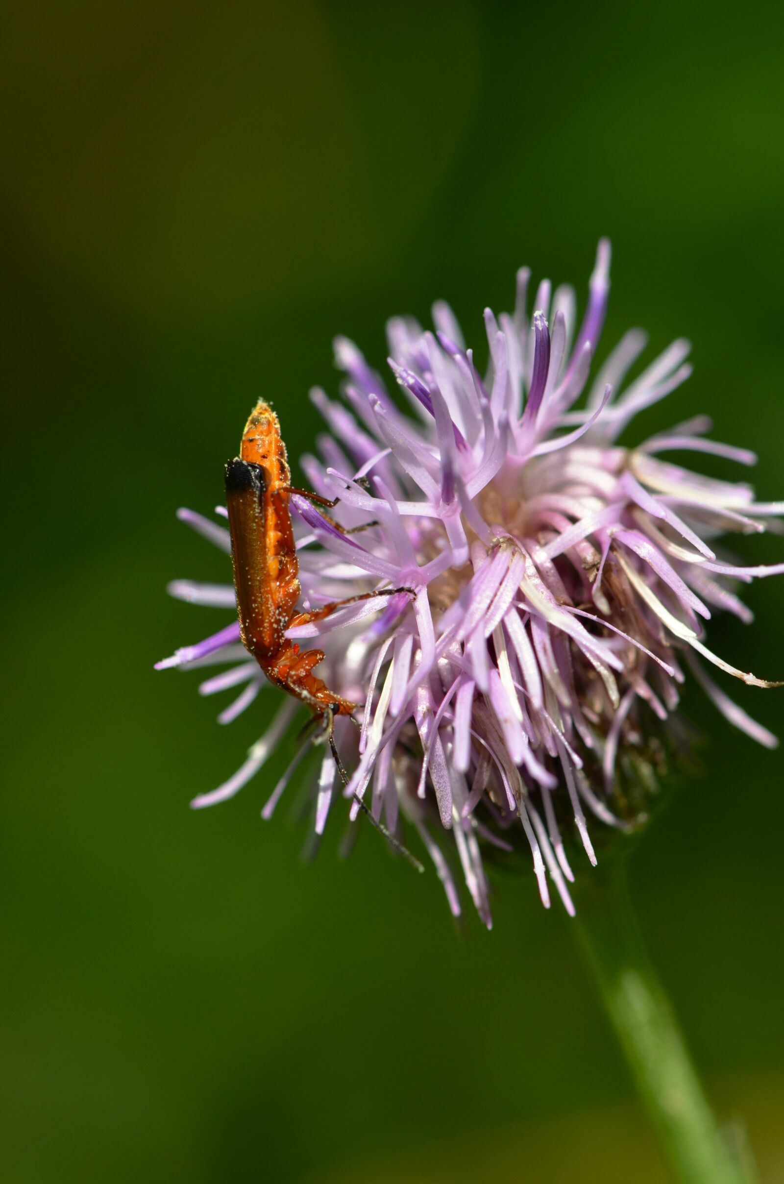 Nikon D5100 sample photo. Longhorn long-horned beetle, beetle photography