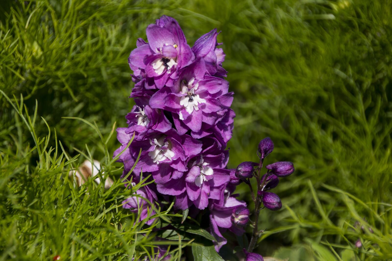 Canon EOS 60D sample photo. Larkspur, flower, plant photography