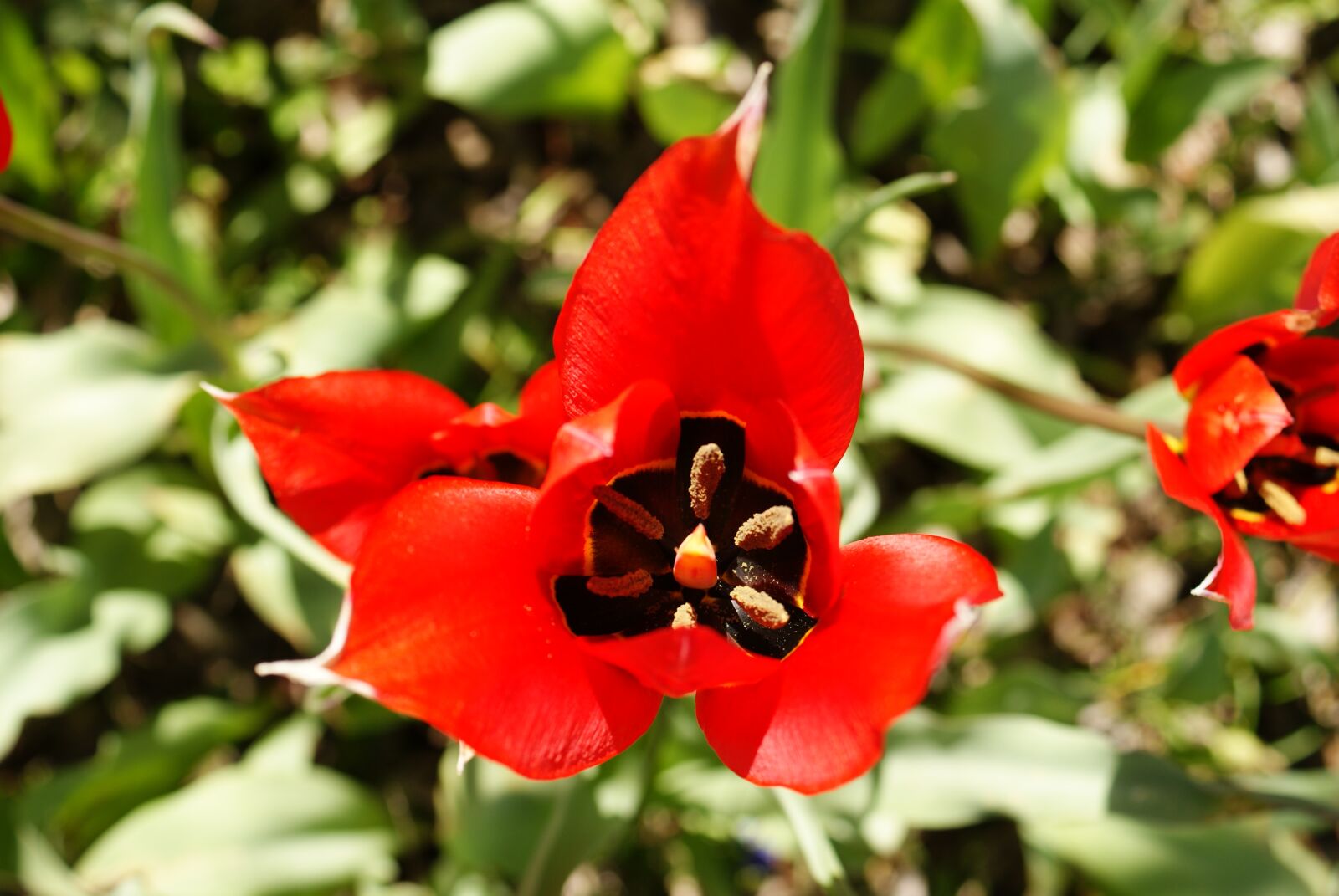 Sony Alpha DSLR-A330 sample photo. Flower, tulip, red photography