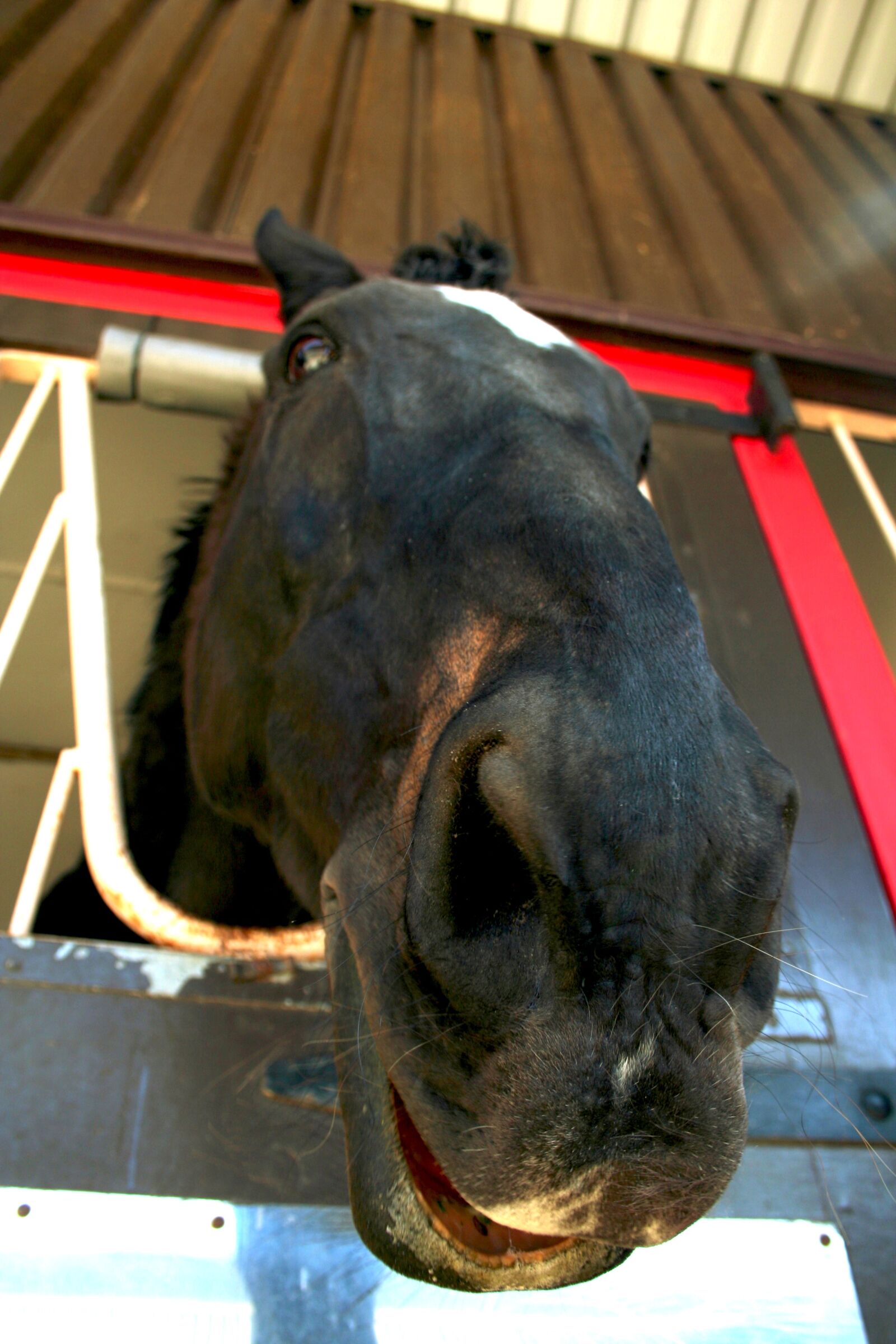 Canon EOS 350D (EOS Digital Rebel XT / EOS Kiss Digital N) sample photo. Horse, close up, eye photography