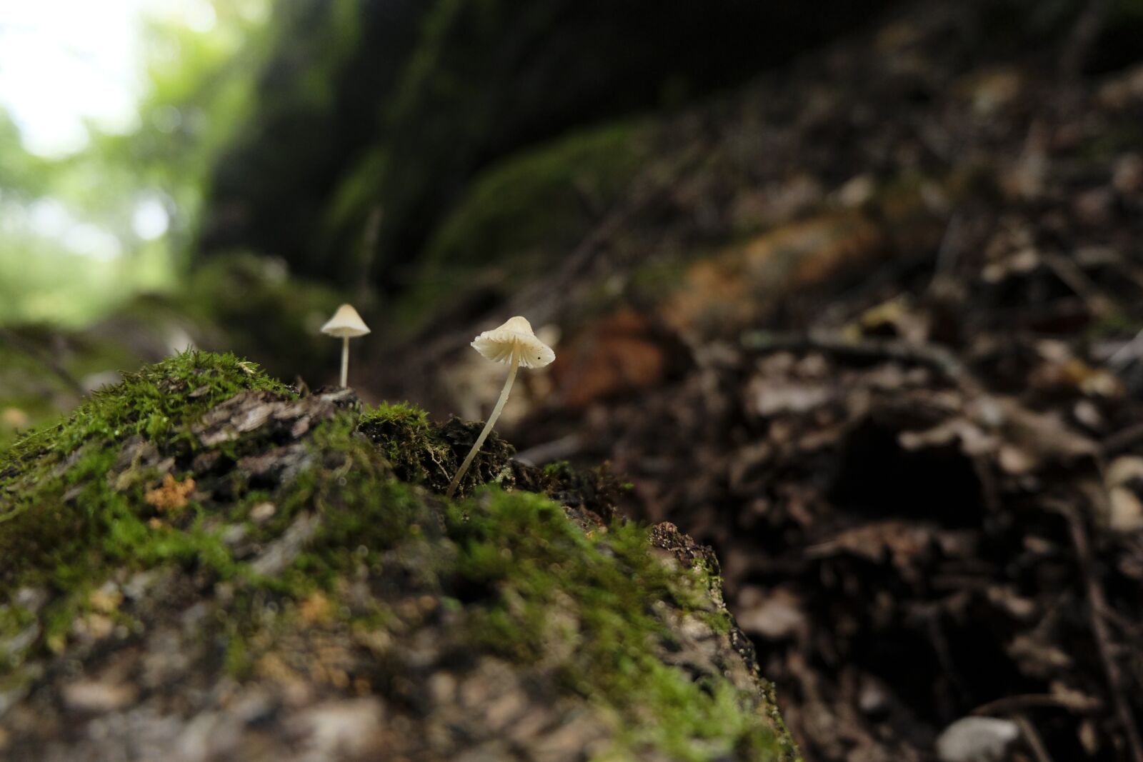 Fujifilm X-T20 + Fujifilm XC 16-50mm F3.5-5.6 OIS II sample photo. Mushroom, forest, nature photography