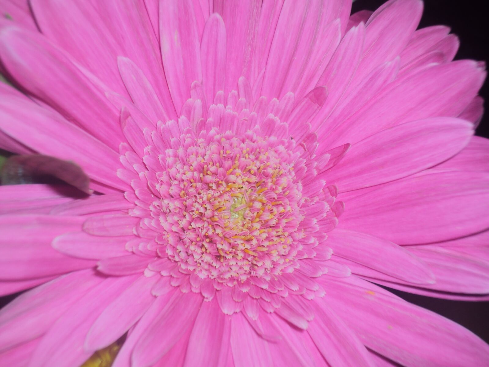 Sony DSC-W190 sample photo. Flower, pink, pink flowers photography