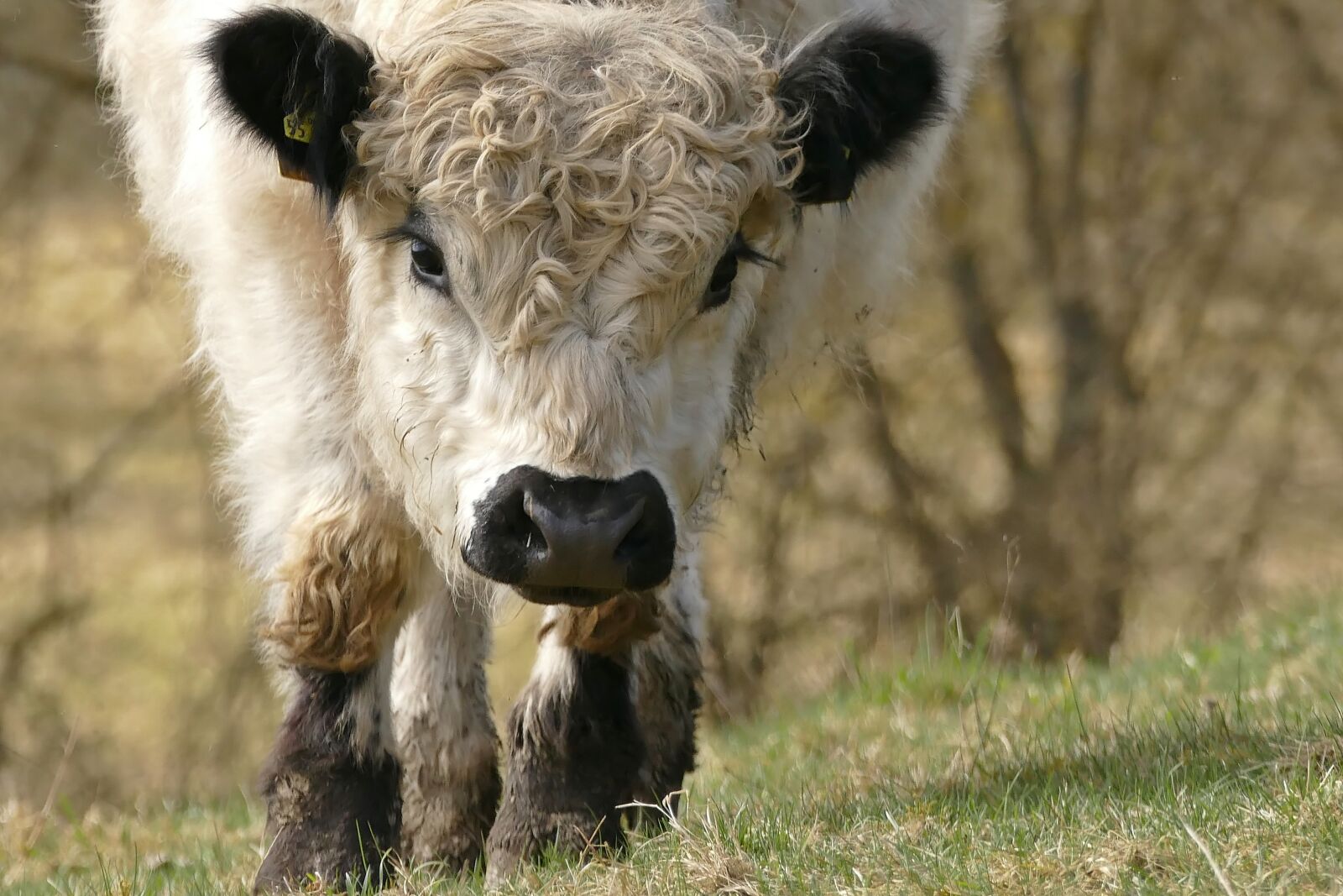 Panasonic Lumix DMC-FZ1000 sample photo. Cow, pasture, mammal photography