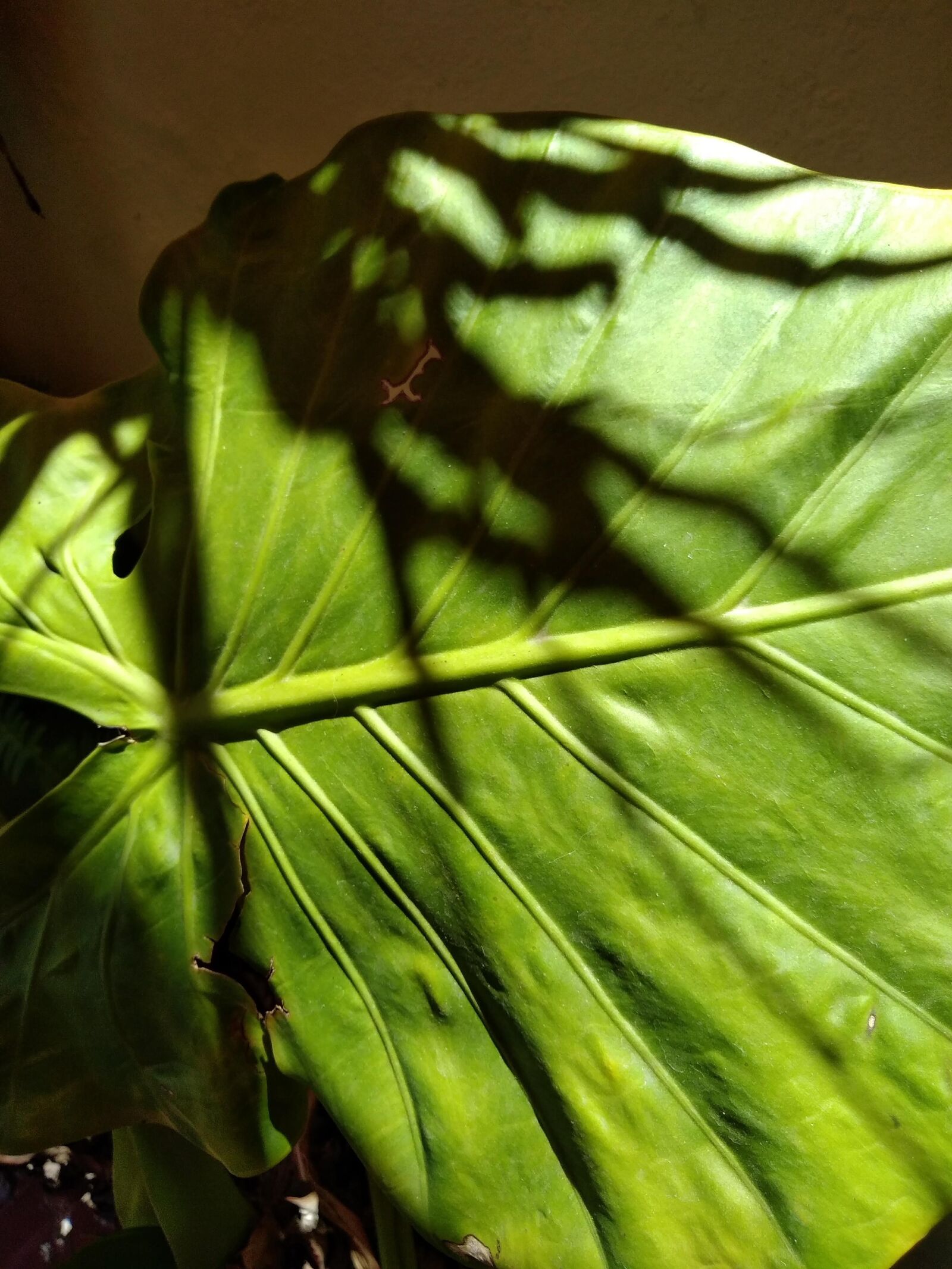 HUAWEI GR3 2017 sample photo. Shadow, green, leaf photography