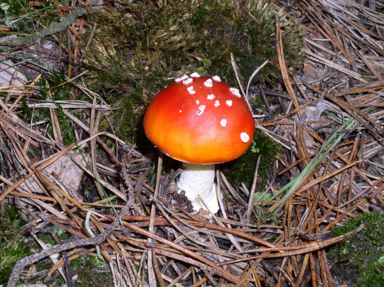 Olympus C4100Z,C4000Z sample photo. Fly agaric, mushroom, forest photography
