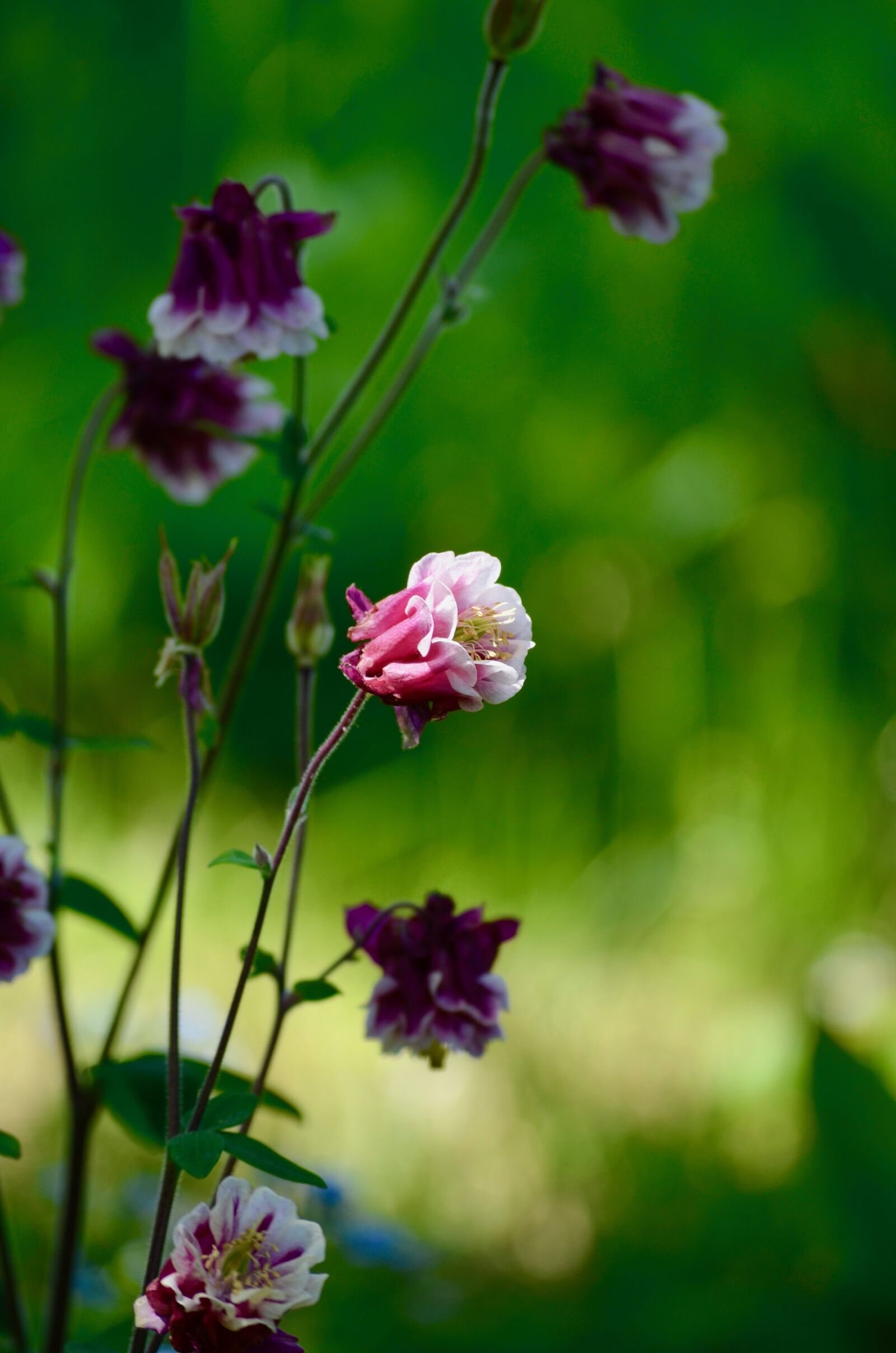 Nikon D5100 sample photo. Flower, blossom, bloom photography