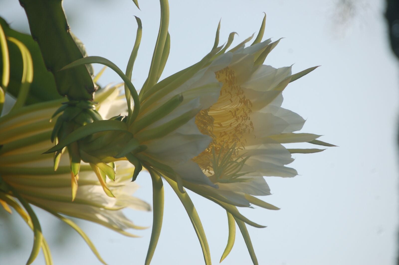 Nikon D50 sample photo. Giant cactus bloom in photography