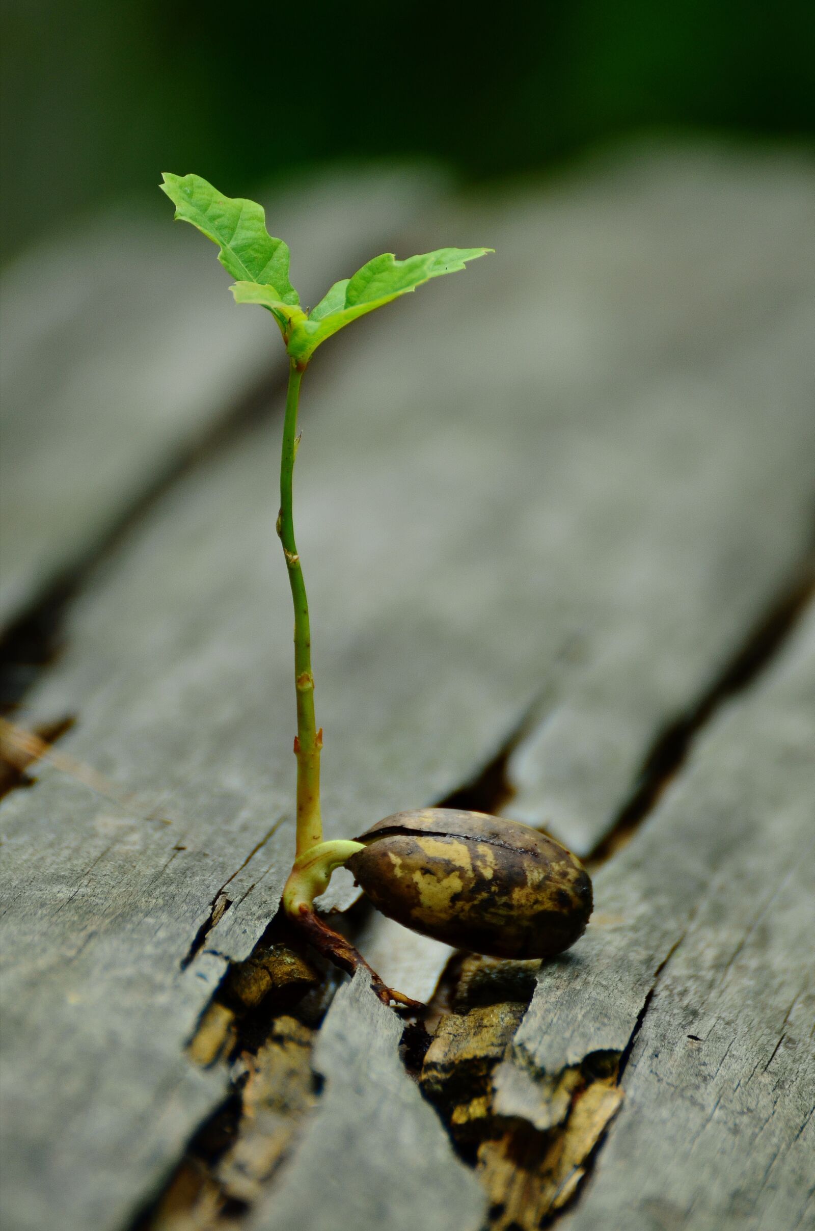 Nikon D5100 sample photo. Germ, seedling, oak photography