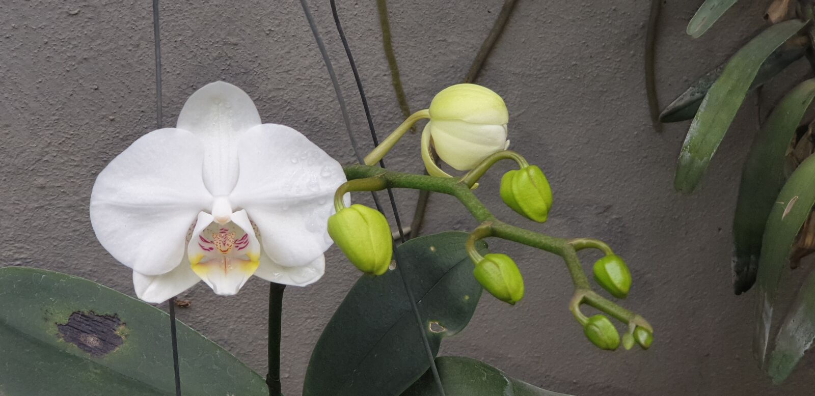Samsung Galaxy Note9 sample photo. Orchid, white flower, bloom photography