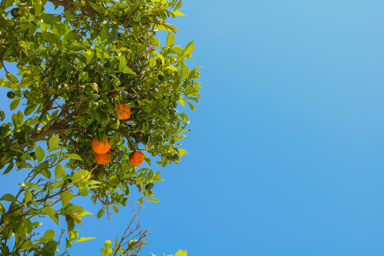Canon EOS 750D (EOS Rebel T6i / EOS Kiss X8i) sample photo. Blue, blue, sky, fruit photography