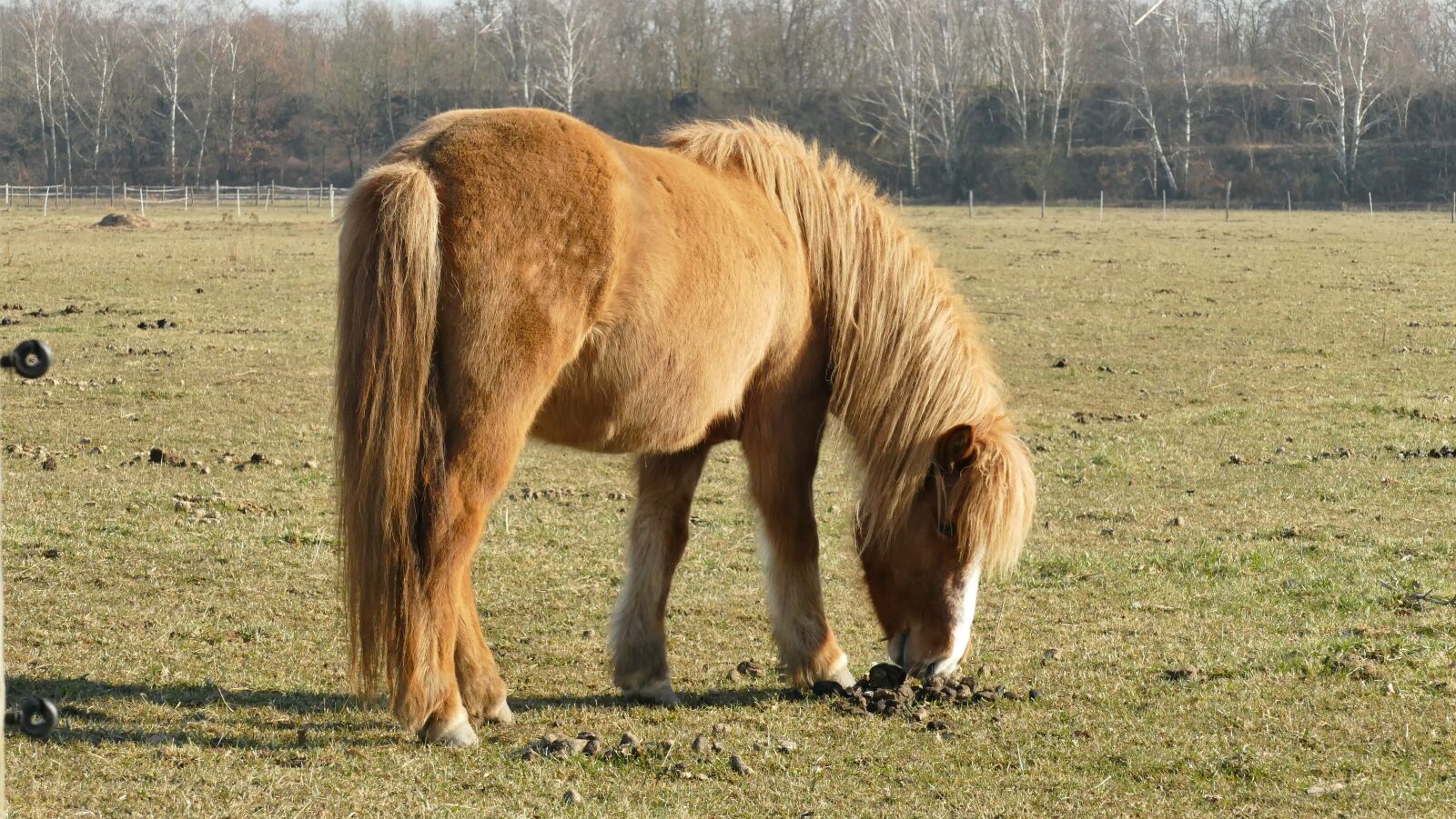 Panasonic Lumix DMC-FZ1000 sample photo. Animal, iceland horse, horse photography