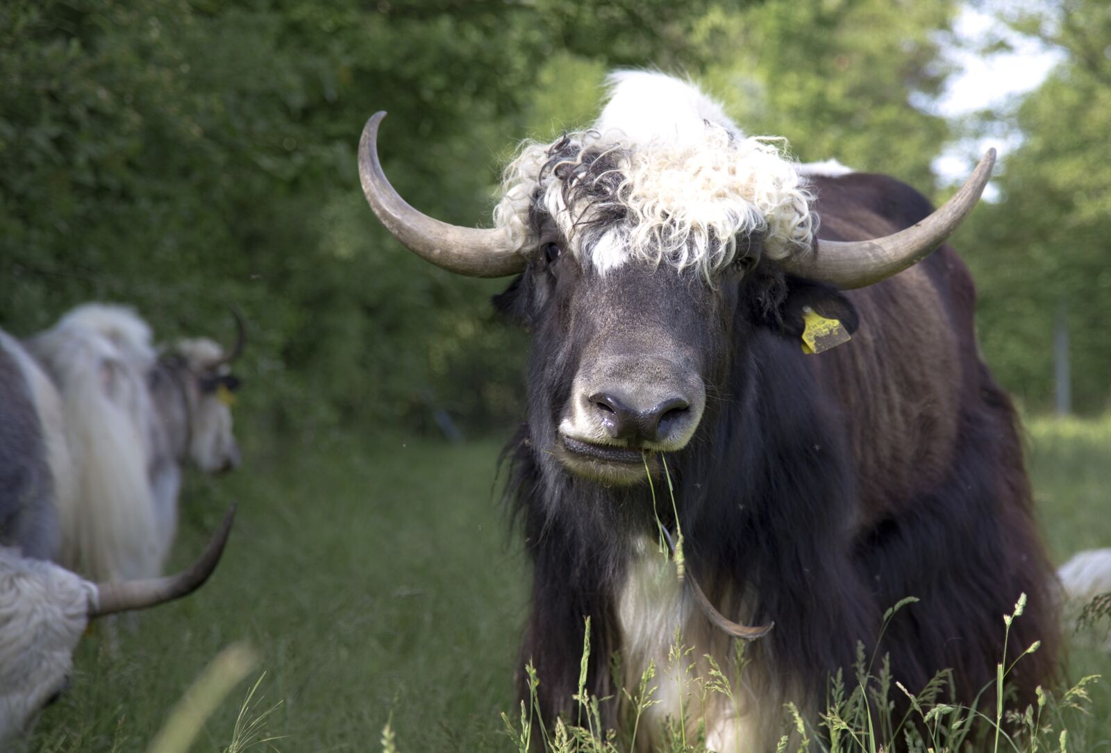 Canon EOS 6D sample photo. Yak, beef, cattle photography