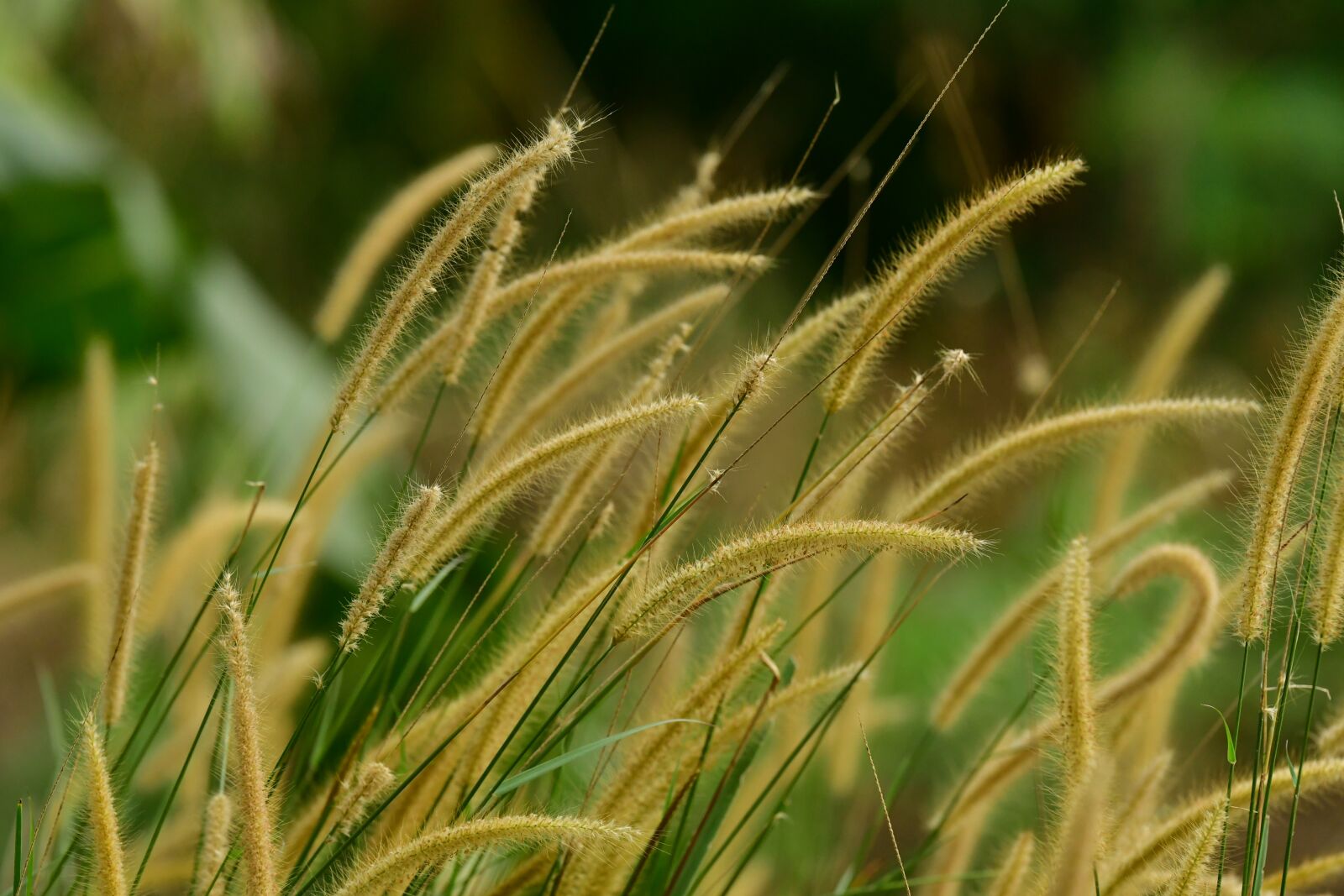 Nikon D500 sample photo. Reeds, hairy, seeds photography