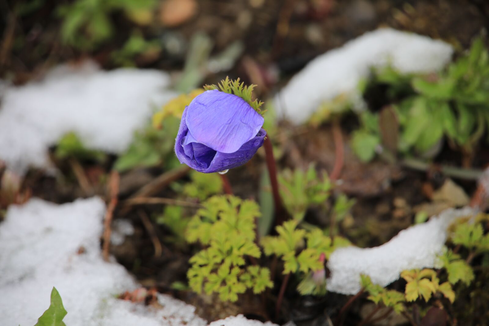 Canon EOS 5D Mark IV sample photo. The beginning of spring photography