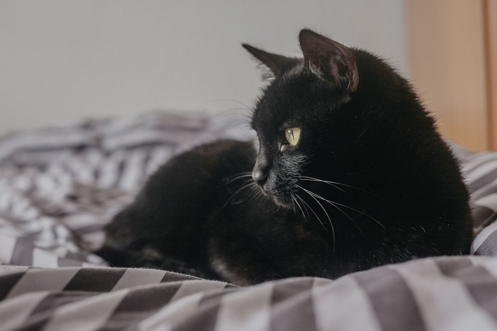 Canon EF 50mm F1.8 II sample photo. Cat, black cat, black photography