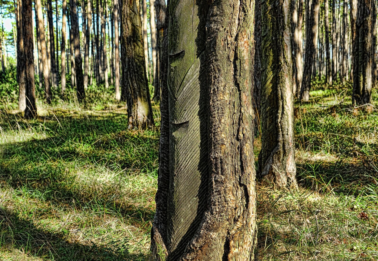 Sony Cyber-shot DSC-RX10 III sample photo. Tree, wood, nature photography