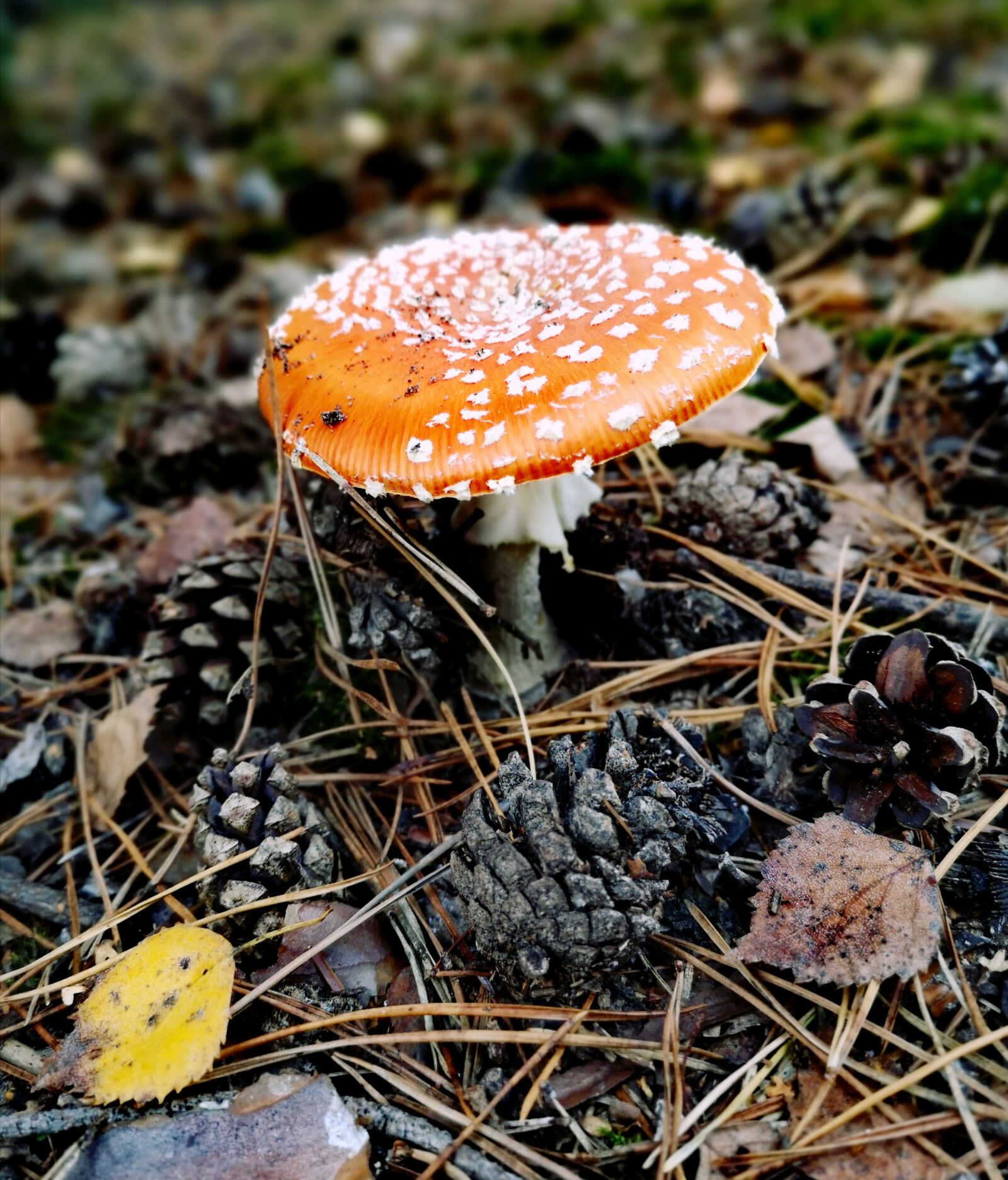 HUAWEI P20 sample photo. Mushroom, forest, autumn photography