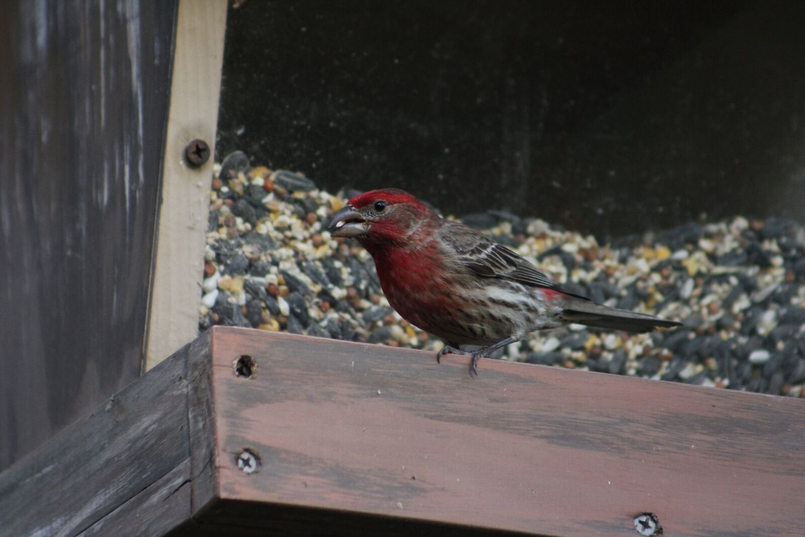 Canon EOS 550D (EOS Rebel T2i / EOS Kiss X4) sample photo. Bird, nature, outdoors photography