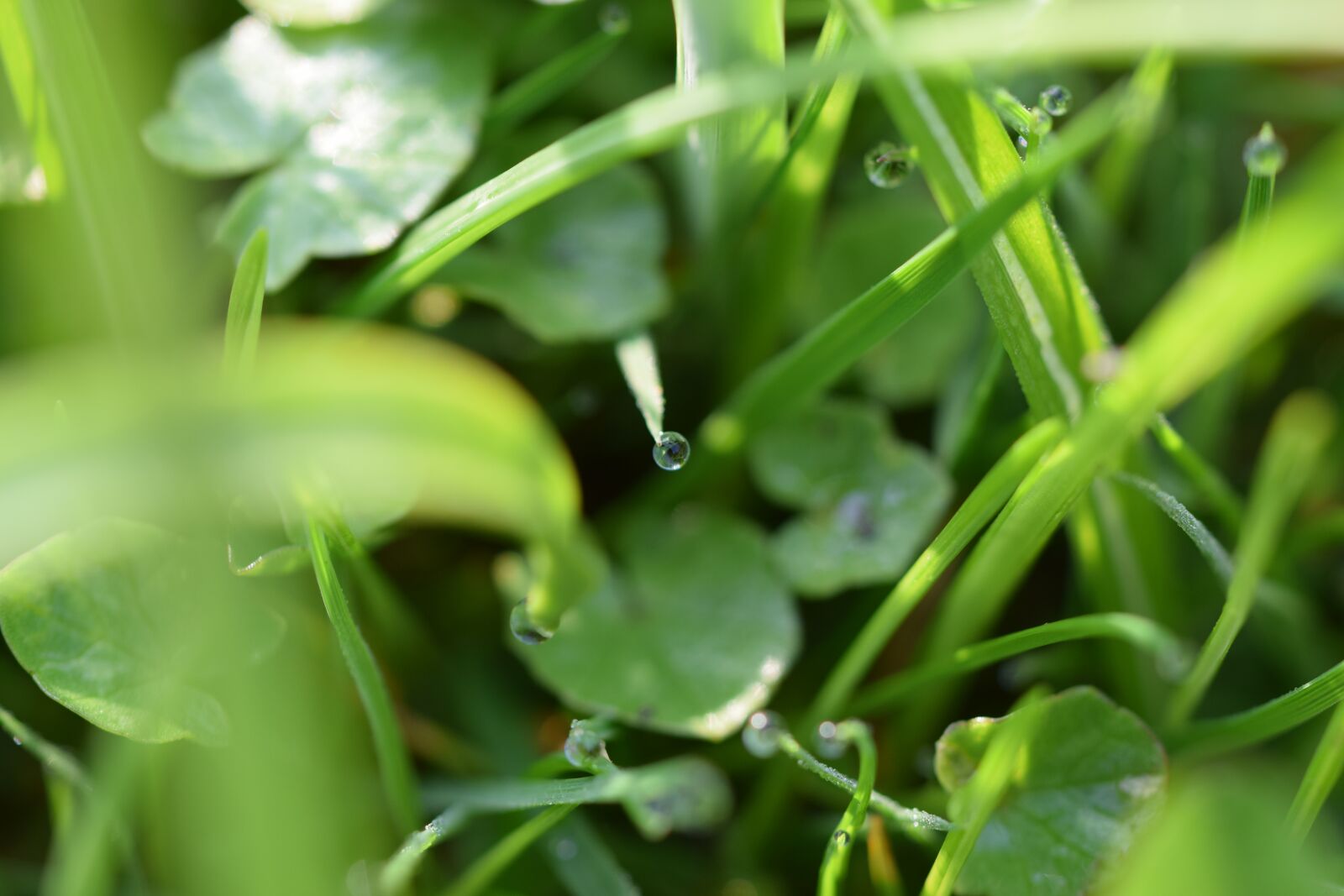Nikon D5300 sample photo. Macro, drop of water photography