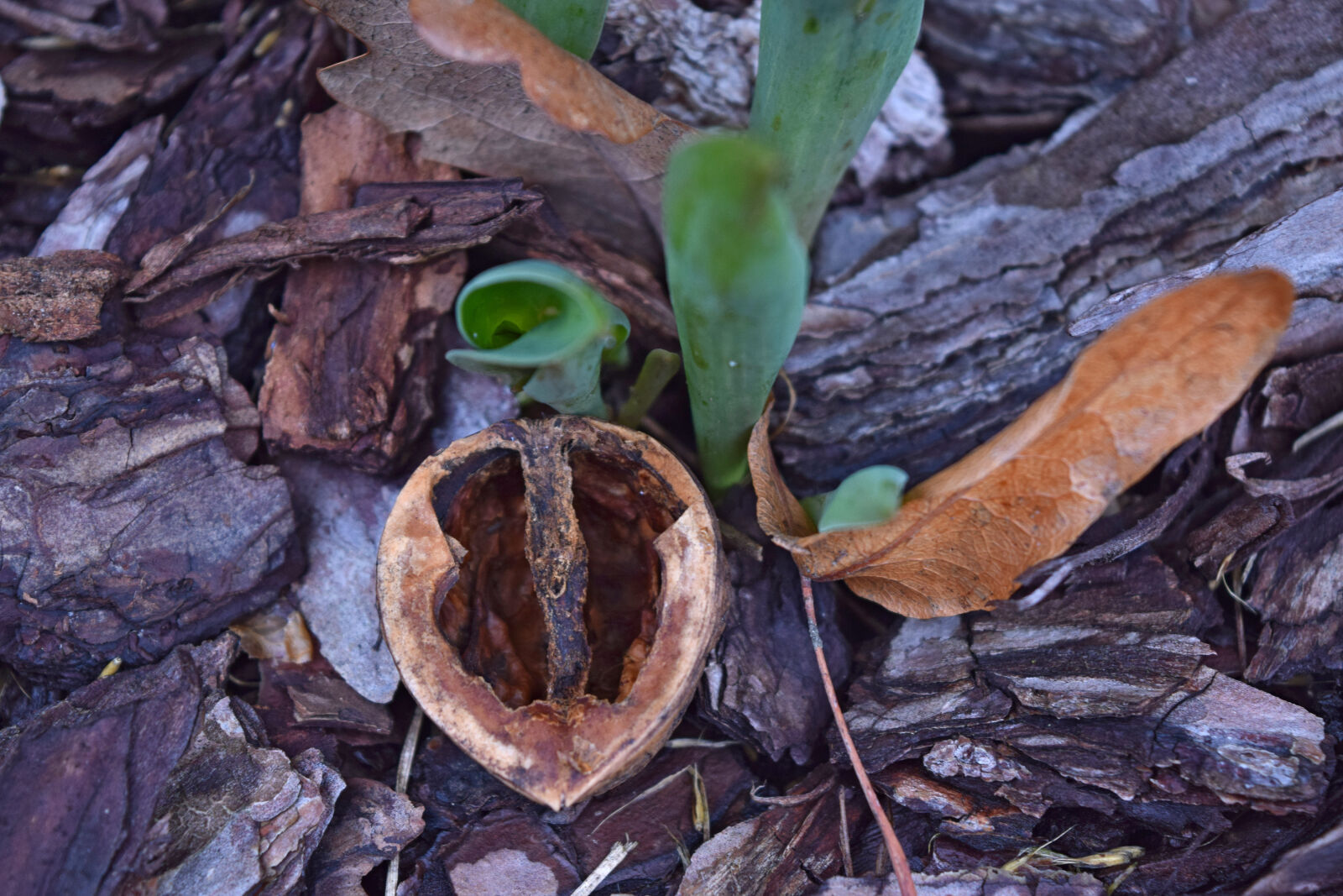 Nikon D3300 sample photo. Garden, nature, spring, walnut photography