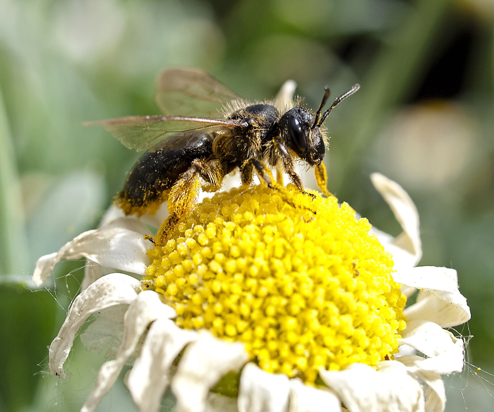 Olympus E-520 (EVOLT E-520) + OLYMPUS 35mm Lens sample photo. Honey bee, bee, insect photography