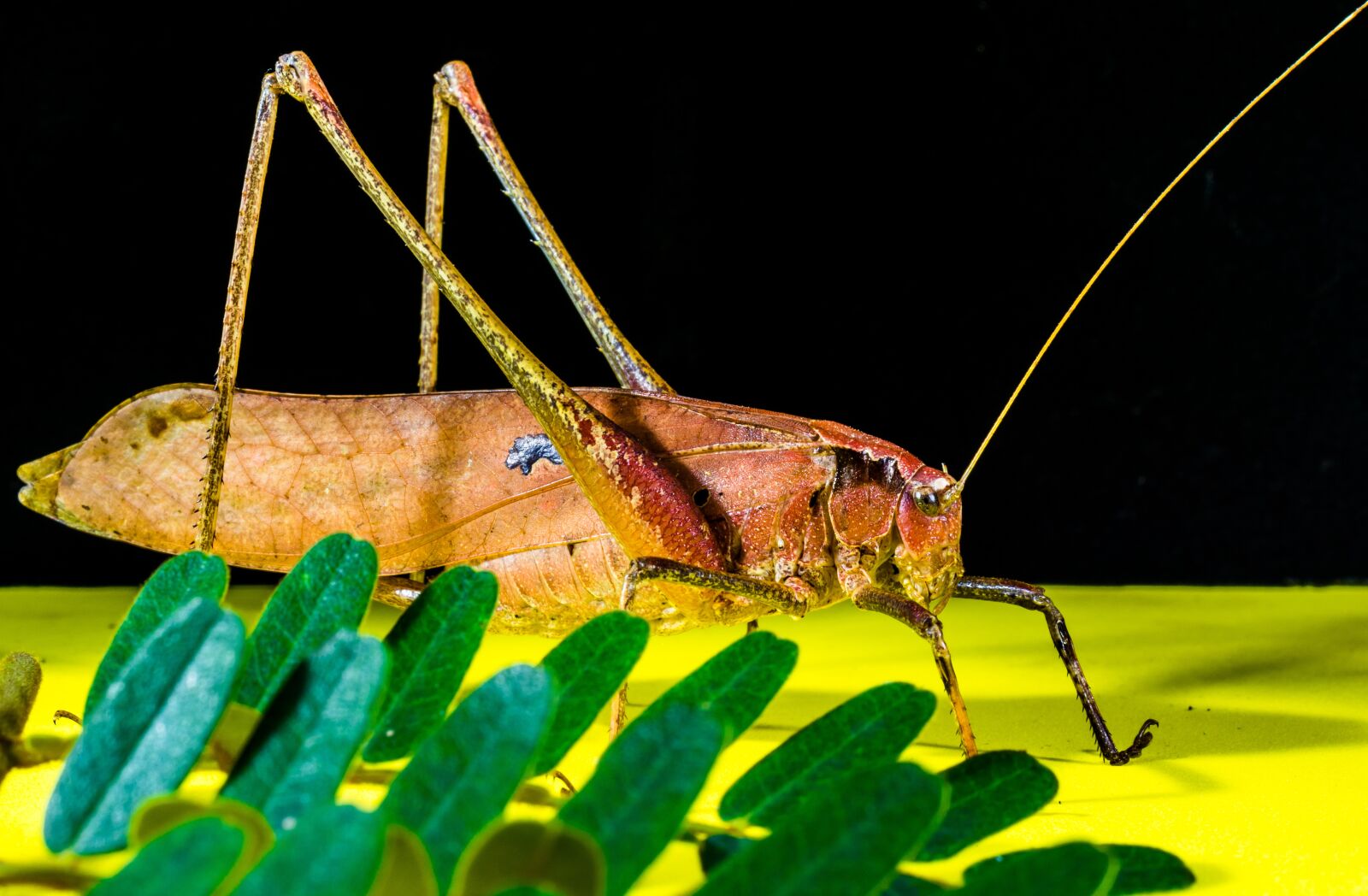Nikon D5200 sample photo. Grasshopper, viridissima, insect photography