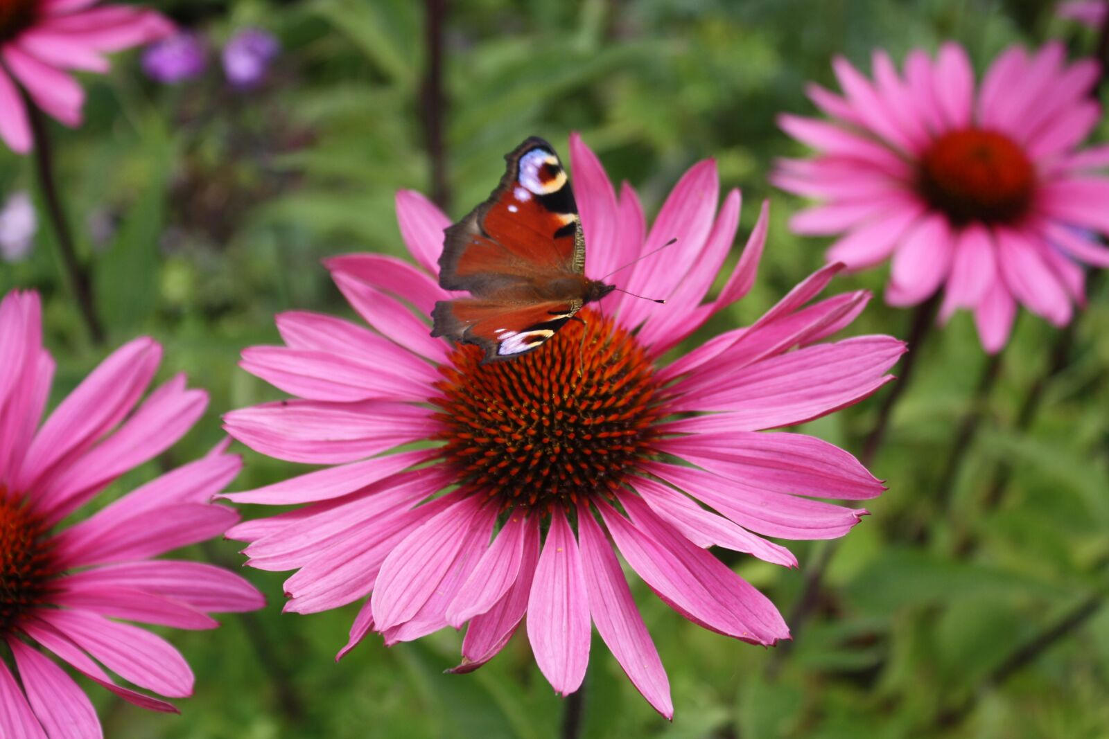 Canon EOS 1000D (EOS Digital Rebel XS / EOS Kiss F) sample photo. Flower, bloom, butterfly photography