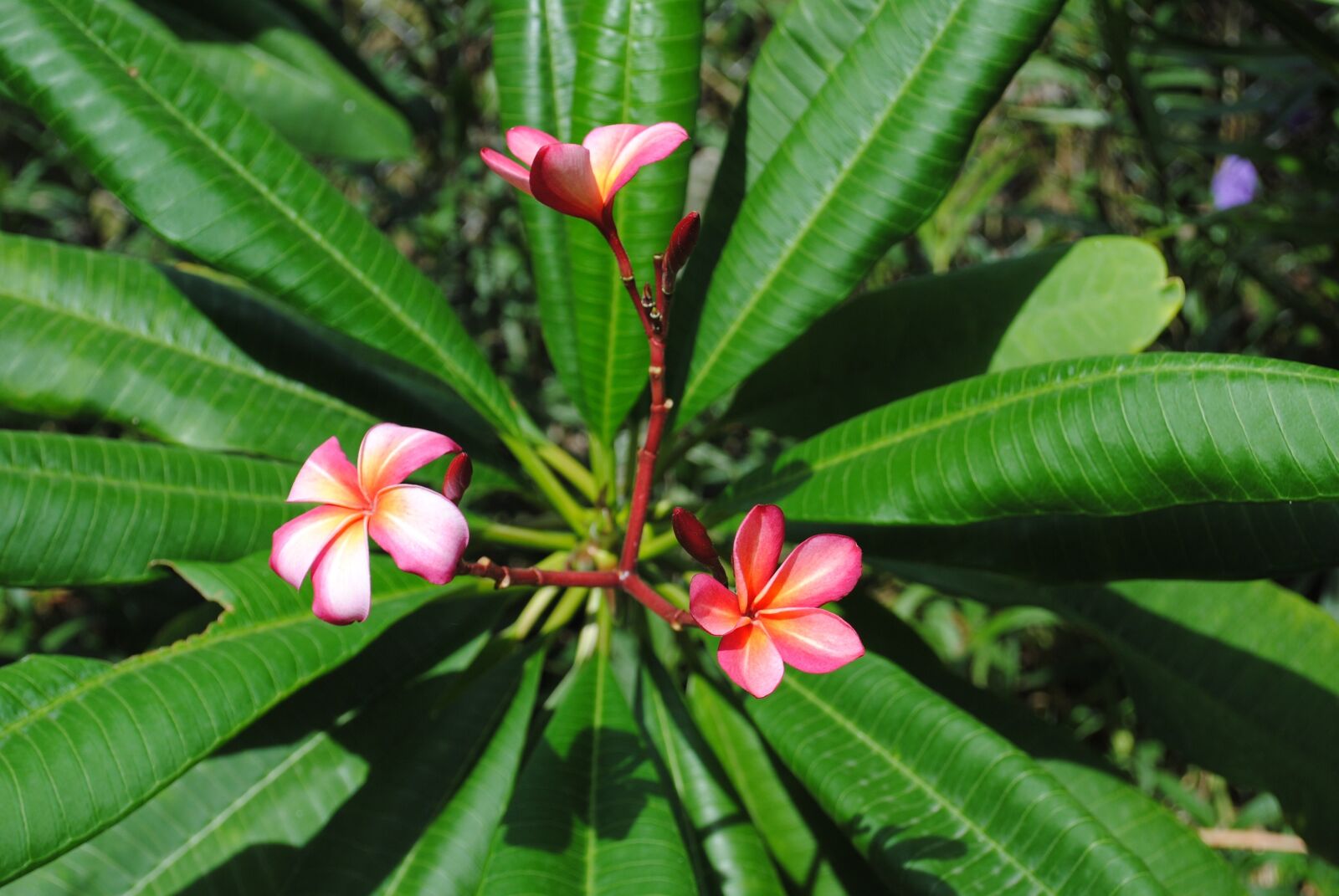 Nikon D3000 sample photo. Flower, plumeria, frangipani photography