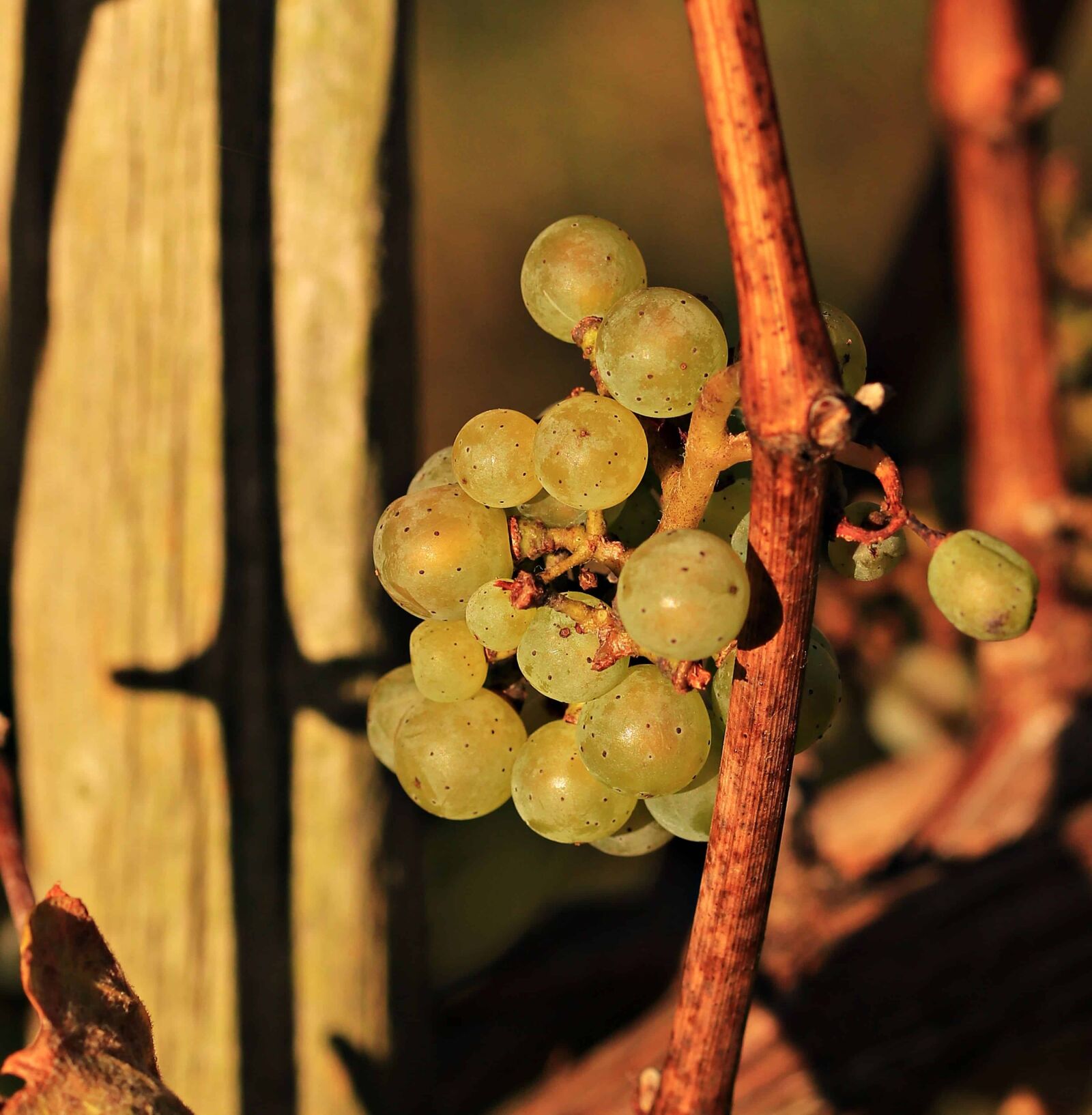 Canon EOS 80D sample photo. Grape, grapevine, viticulture, food photography