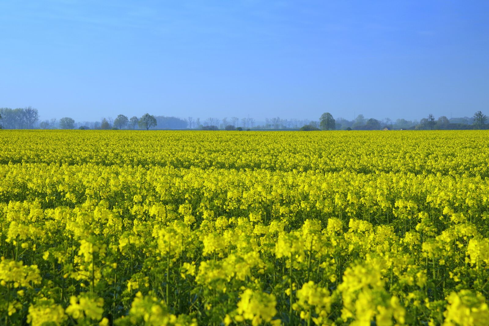 Pentax K-S2 sample photo. Rapeseed, field, yellow photography