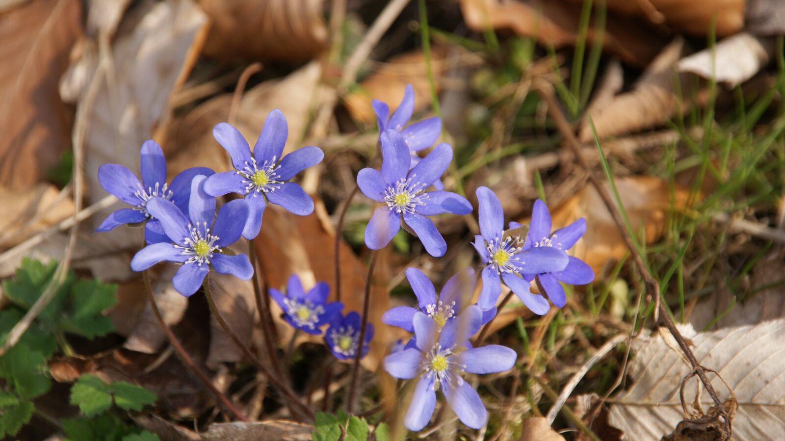 Sony Alpha DSLR-A300 sample photo. Spring, blue, violet photography