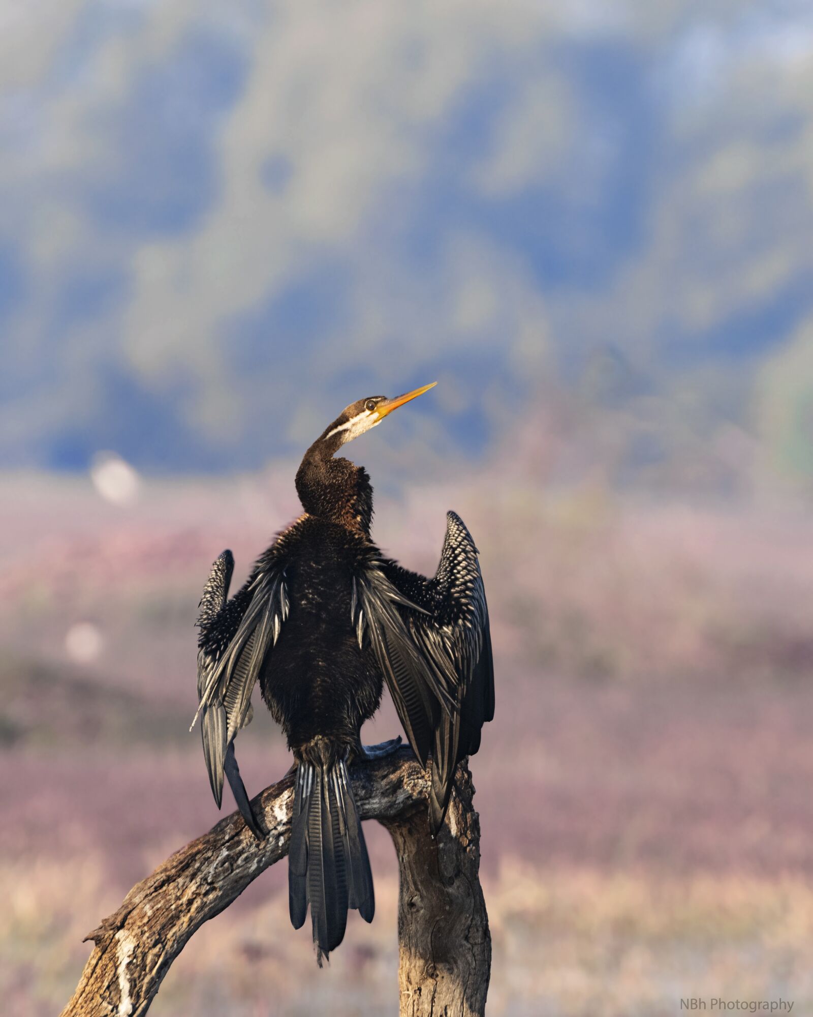 Nikon D5300 sample photo. Darter, birds, wildlife photography