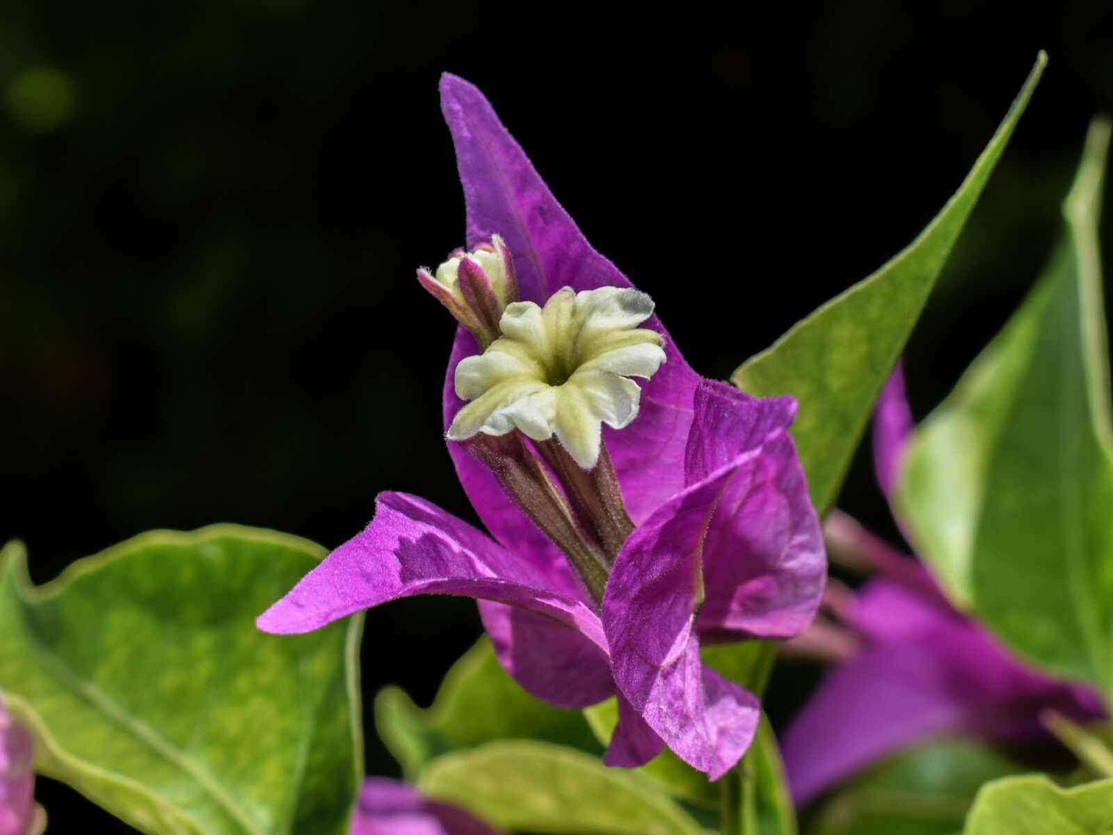 Nikon D3300 sample photo. Flower, purple, nature photography