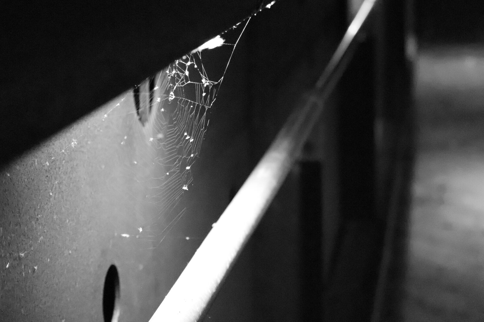 Canon EOS 200D (EOS Rebel SL2 / EOS Kiss X9) sample photo. Spider, black and white photography