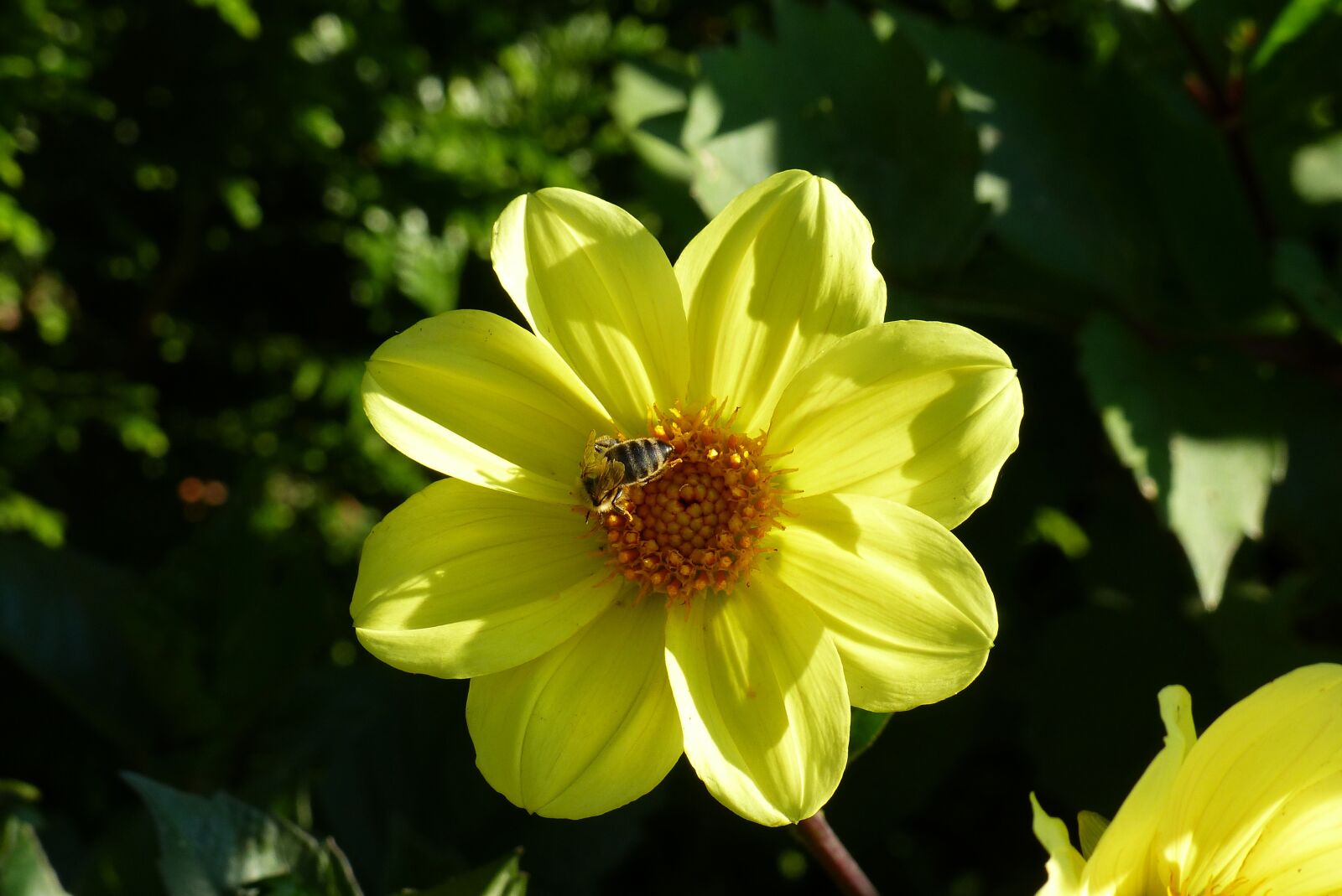 Panasonic Lumix DMC-FZ200 sample photo. Dahlia, flower, garden photography