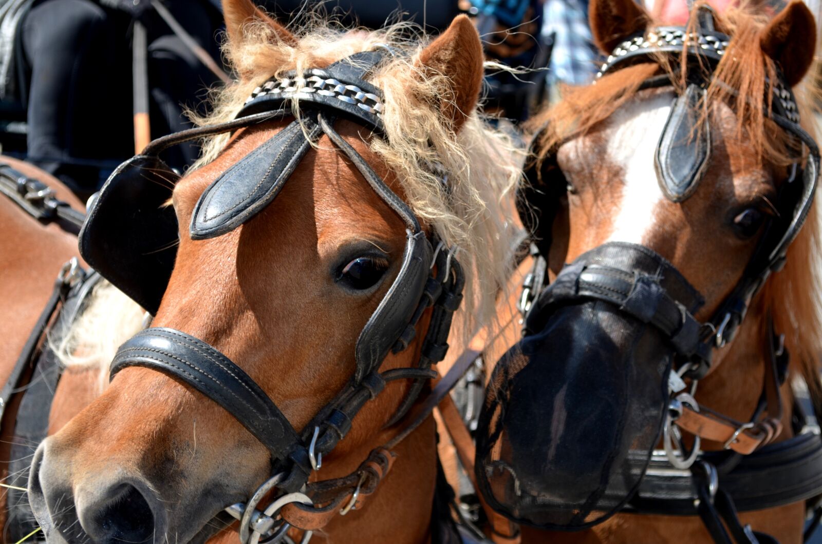 Nikon D5100 sample photo. Pony, horse, horse-drawn carriage photography