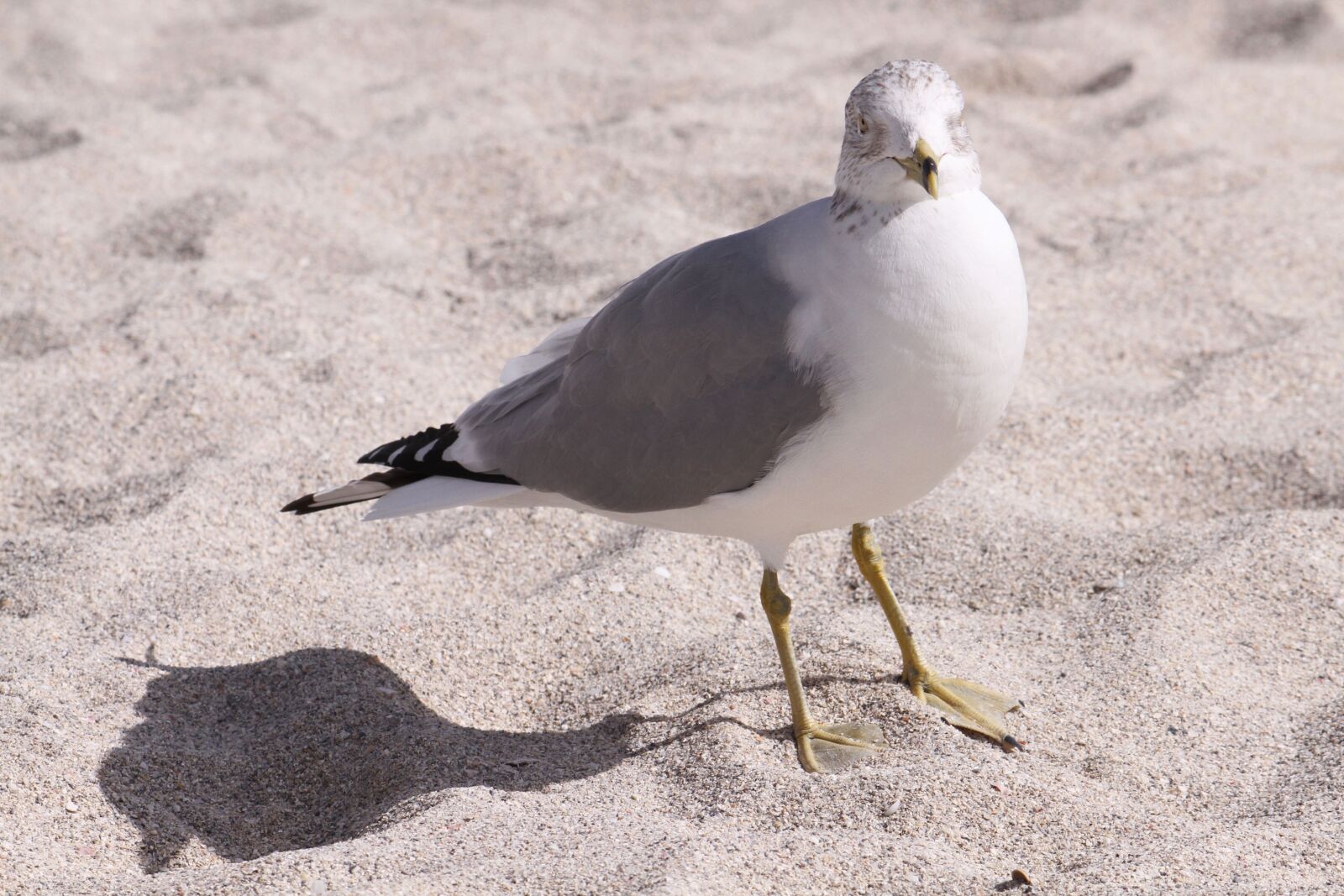 Canon EOS 7D sample photo. Seagull, beach, close up photography