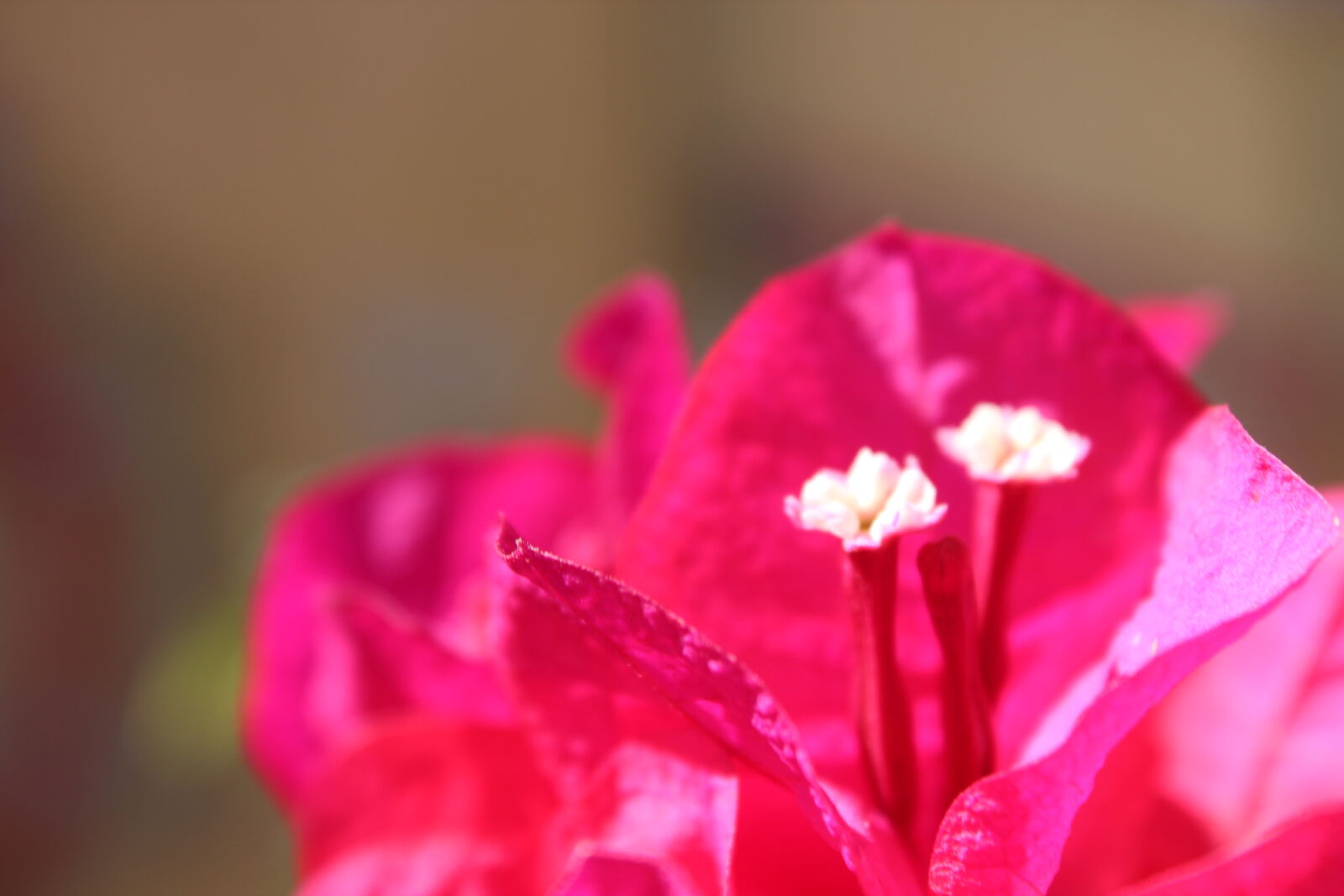 Canon EOS 600D (Rebel EOS T3i / EOS Kiss X5) sample photo. Bugambilia, flower, magenta photography